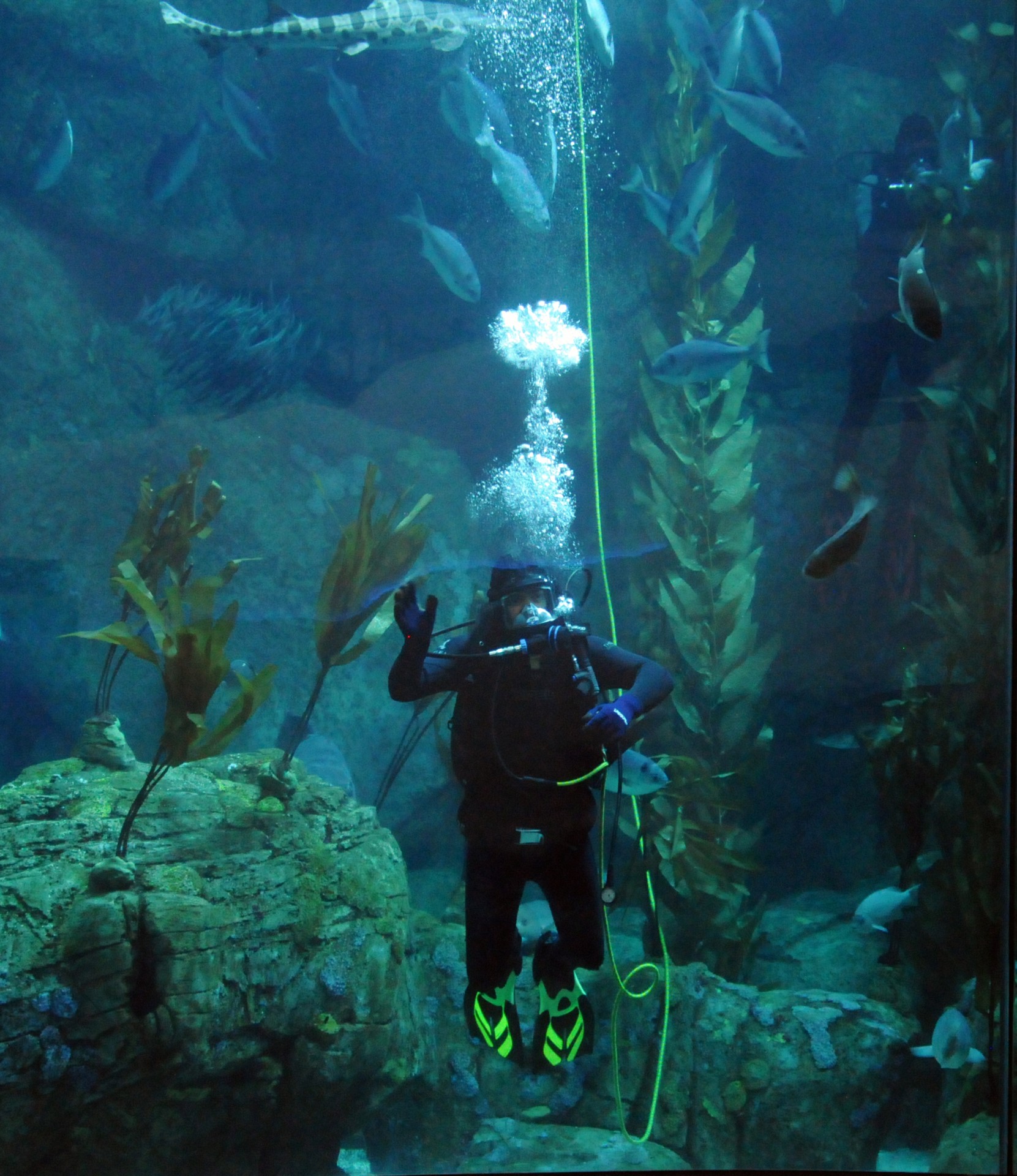 Diver v akváriu