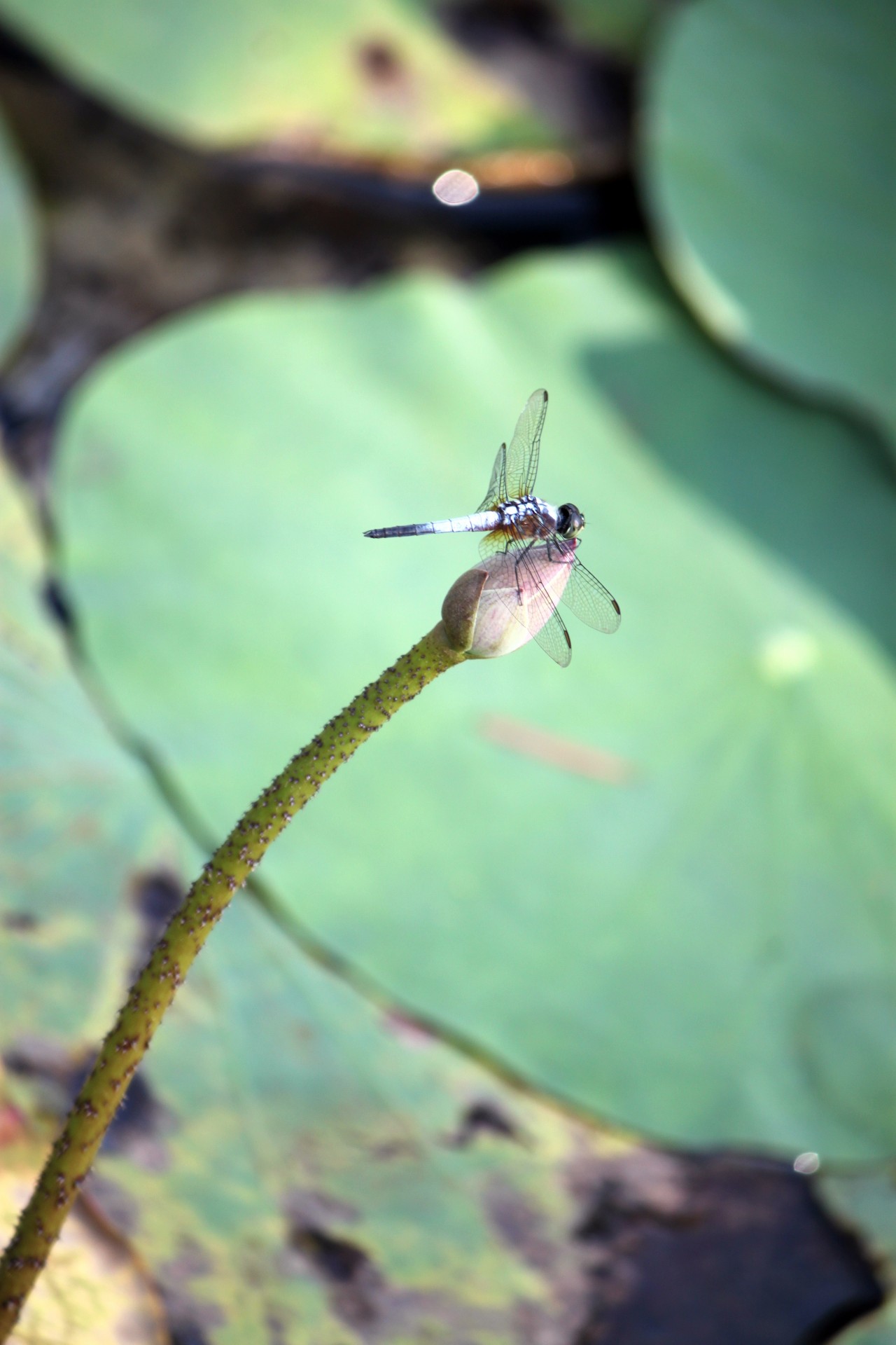 Dragonfly pe lotus bec floare