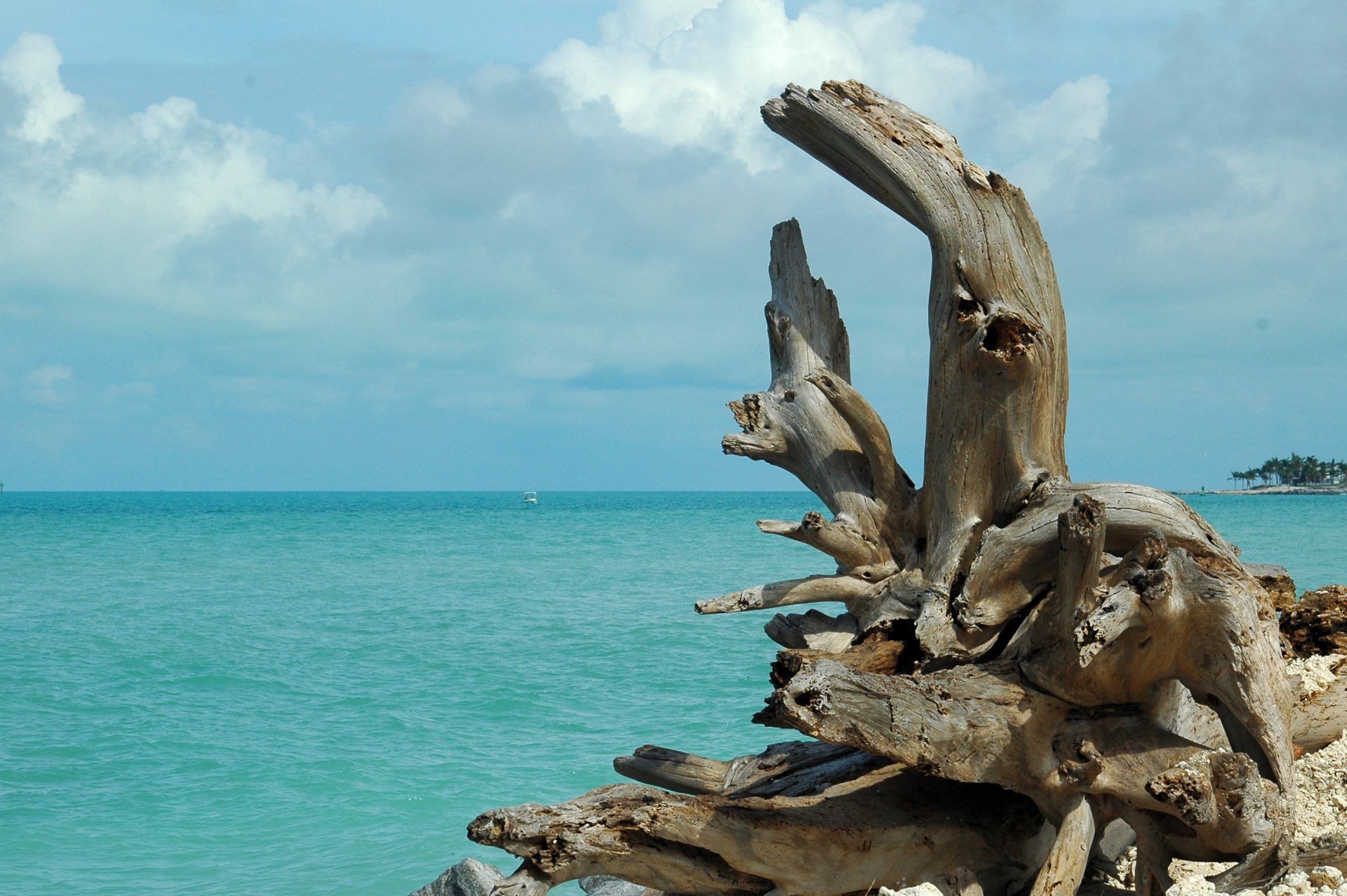 Driftwood pe plaja