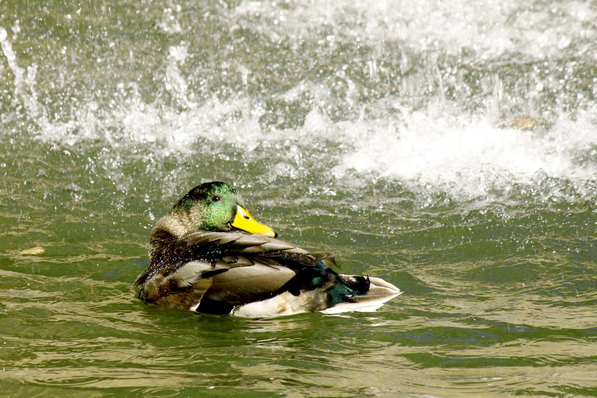Duck és vízesés