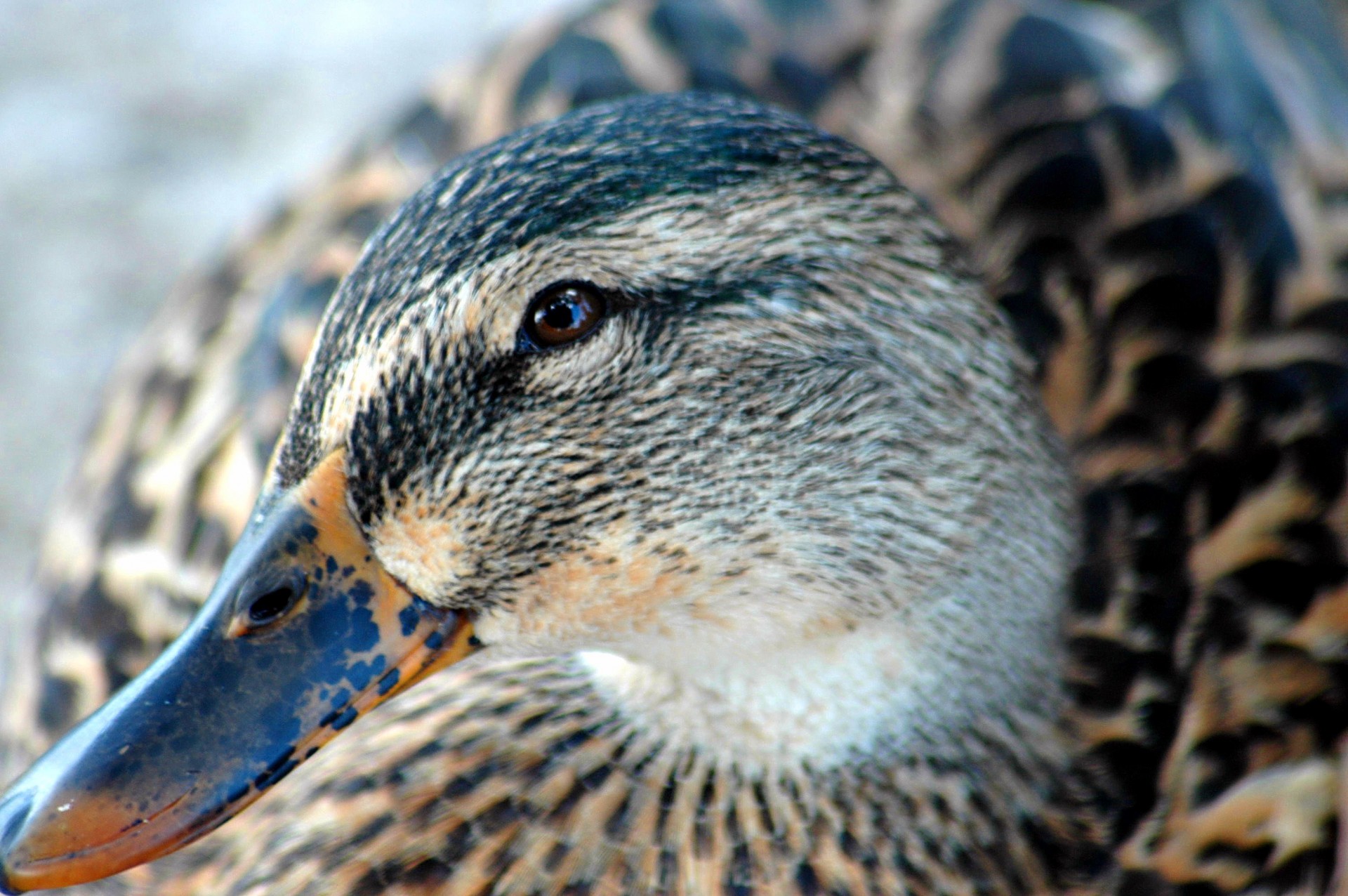 Duck Profil