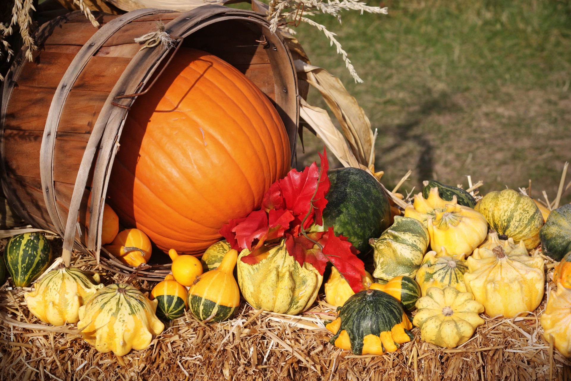 Fall Harvest Free Stock Photo - Public Domain Pictures