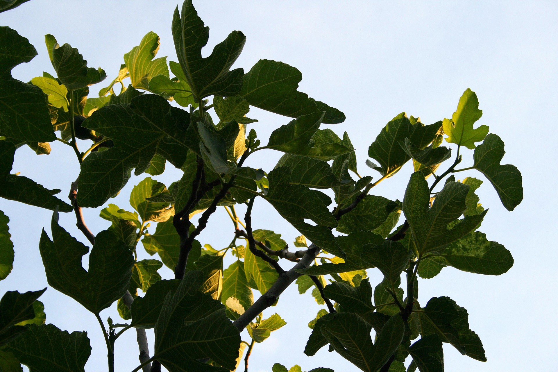 Fig Tree 1