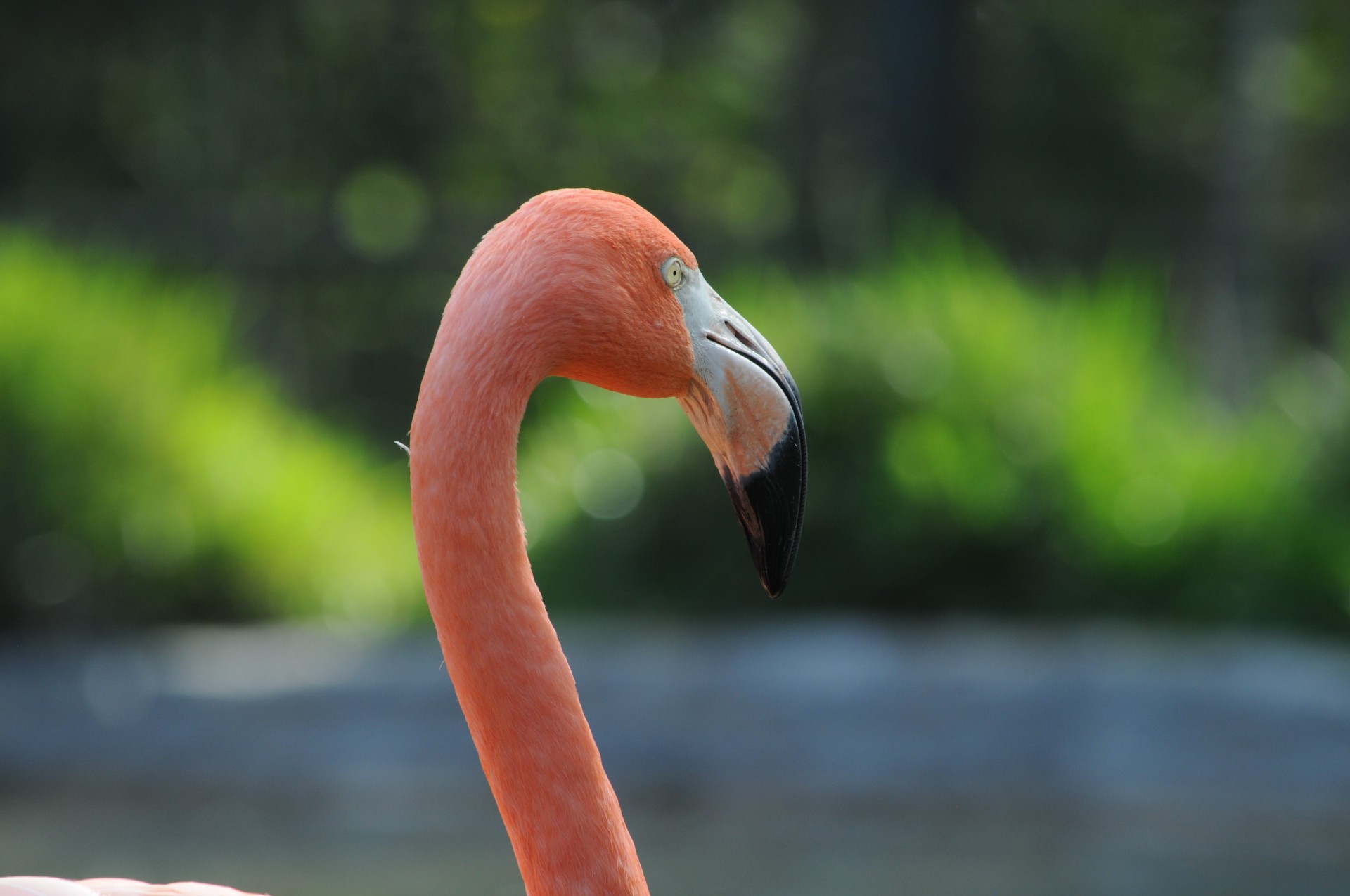 Flamingo Bird Șef