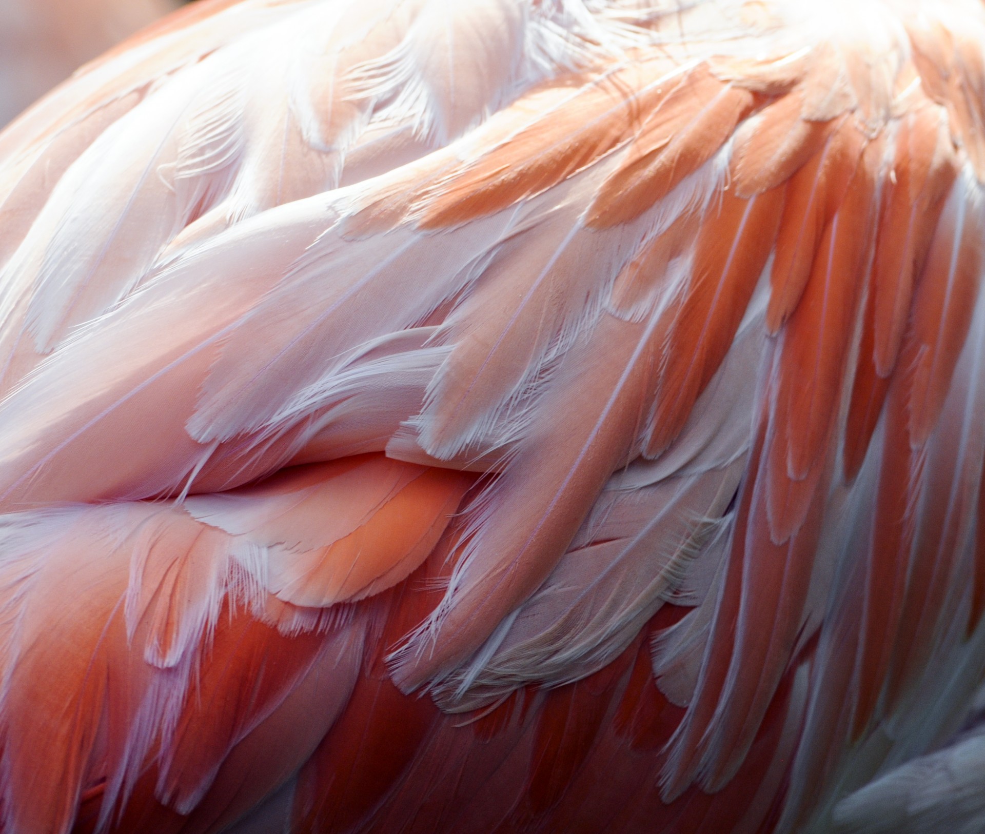 Flamingo Pene de fundal