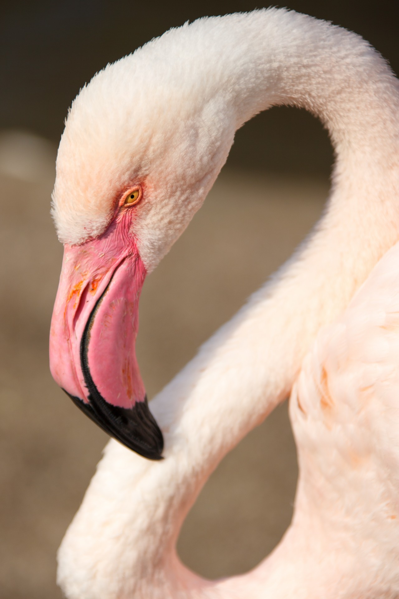 Flamingo cap