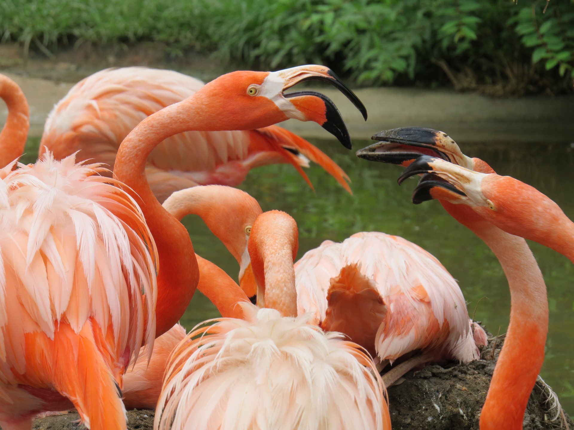 Flamingo Orange