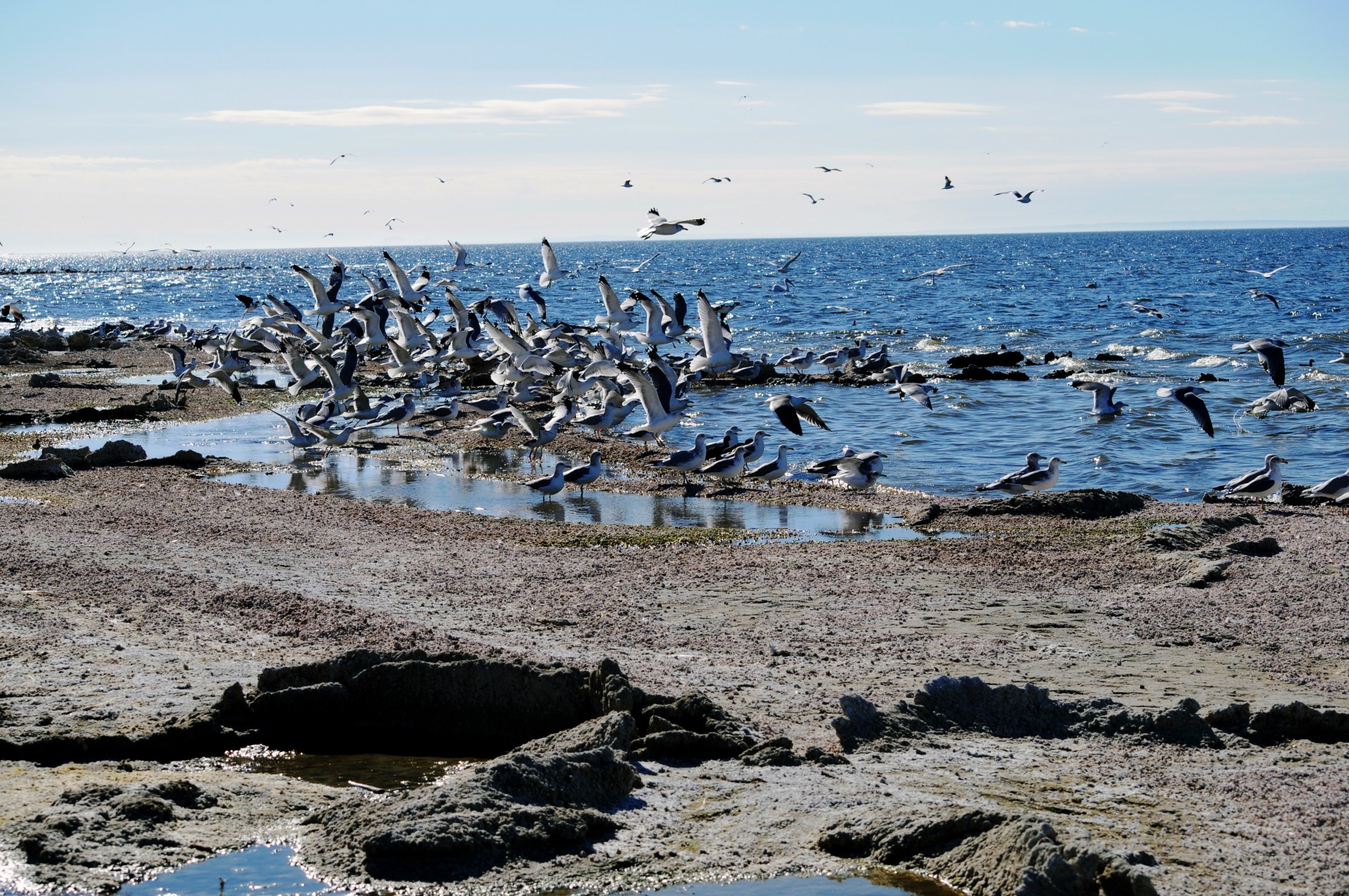Flock de Seagulls