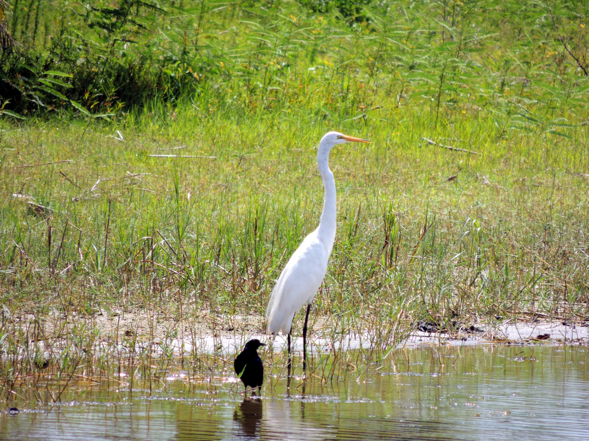 Florida Swamp Egret & Baby