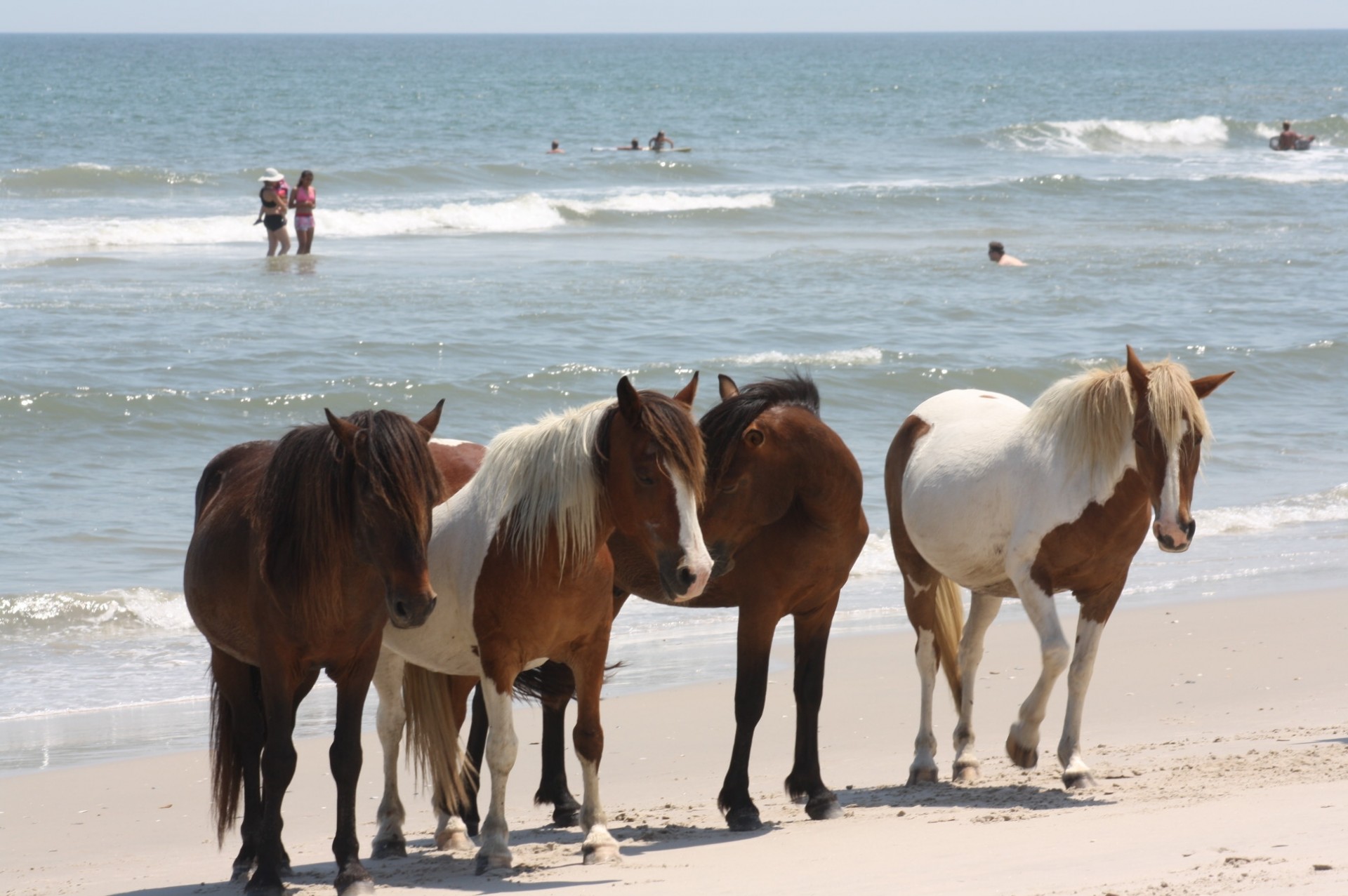 Patru ponei sălbatice pe plaja