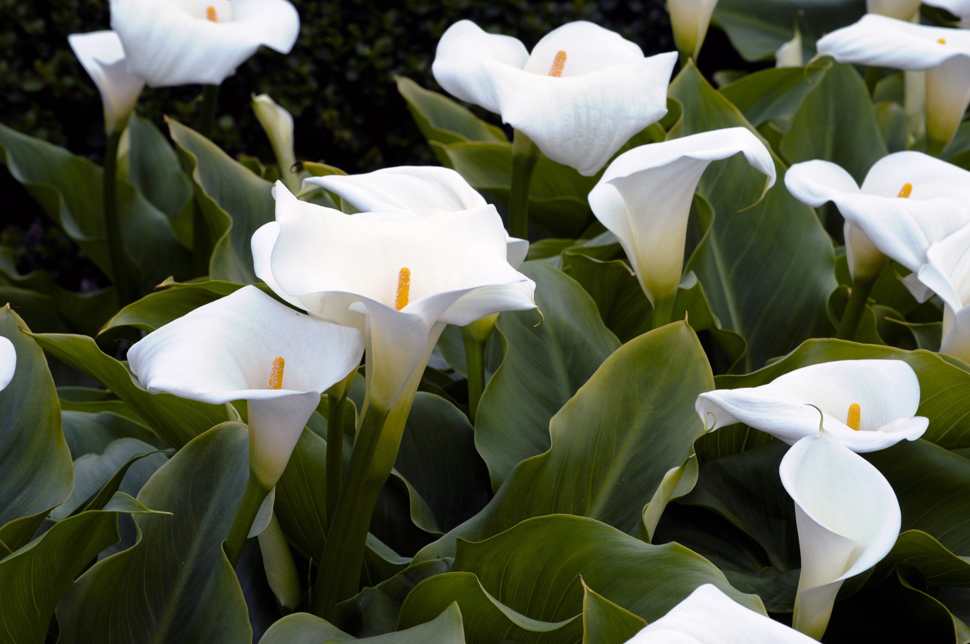 Garden Of White Lilies Free Stock Photo - Public Domain Pictures