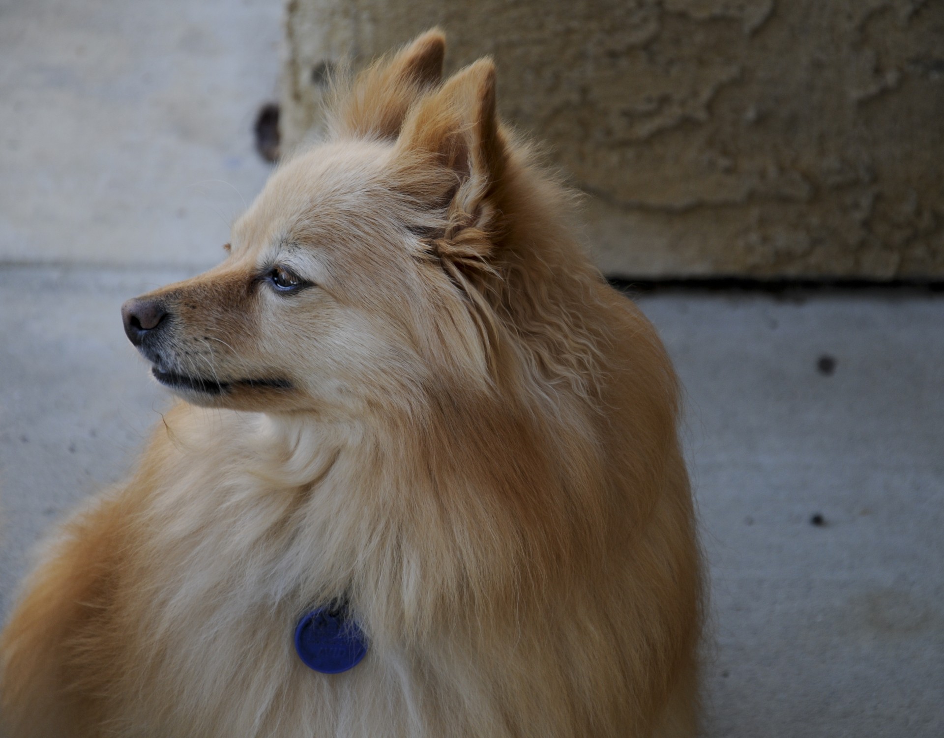 Ginger colorate câine Pomerania