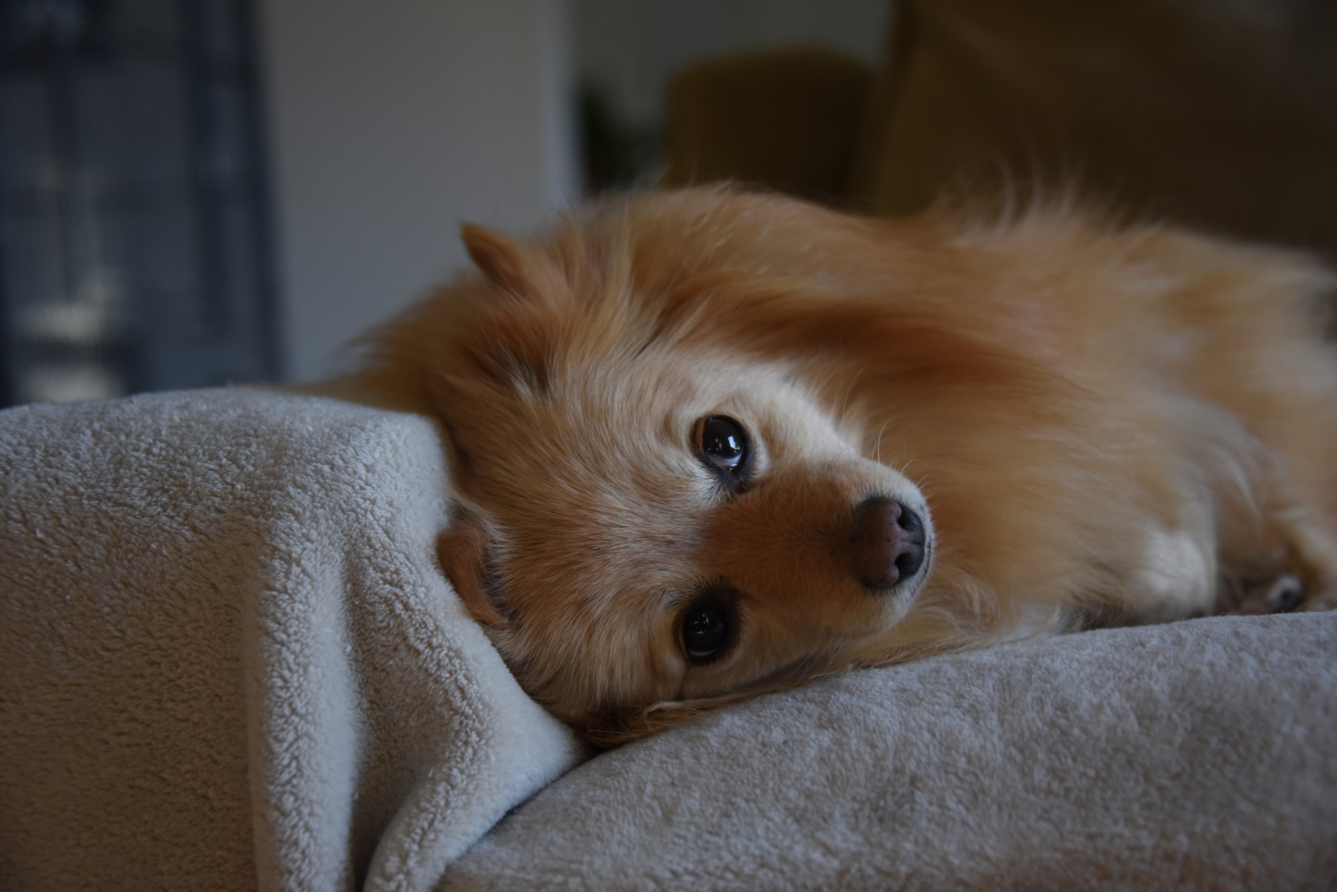 Ginger Pomerania Thinking