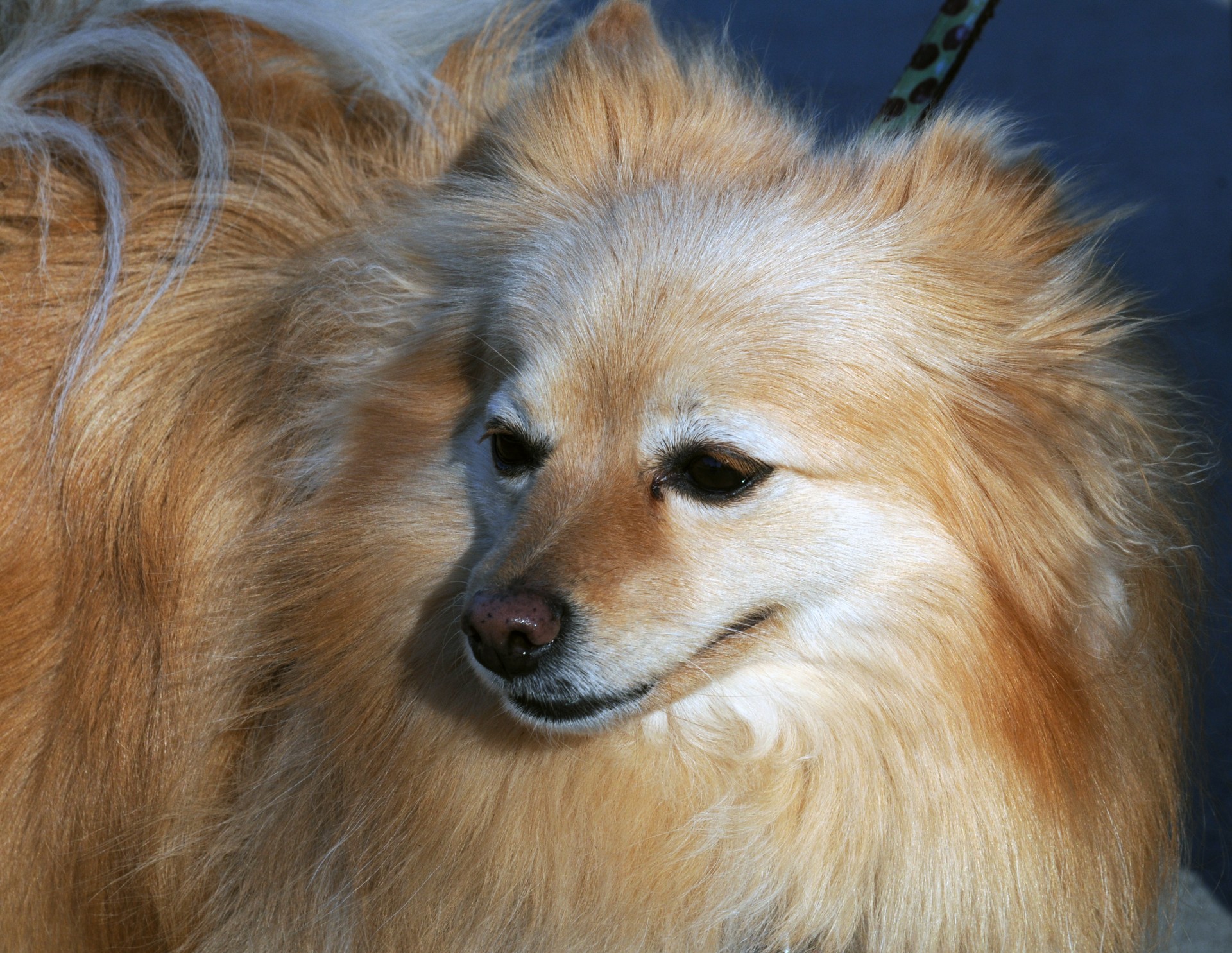 Ginger Pomerania