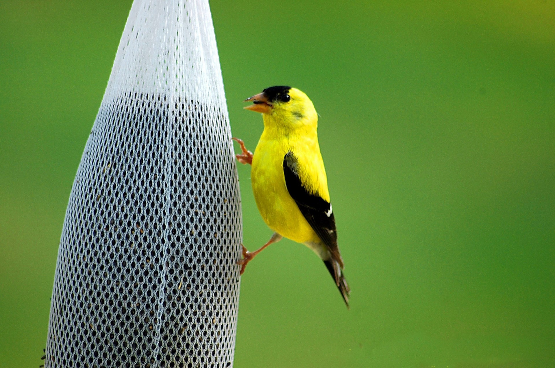 Hrănirea Goldfinch