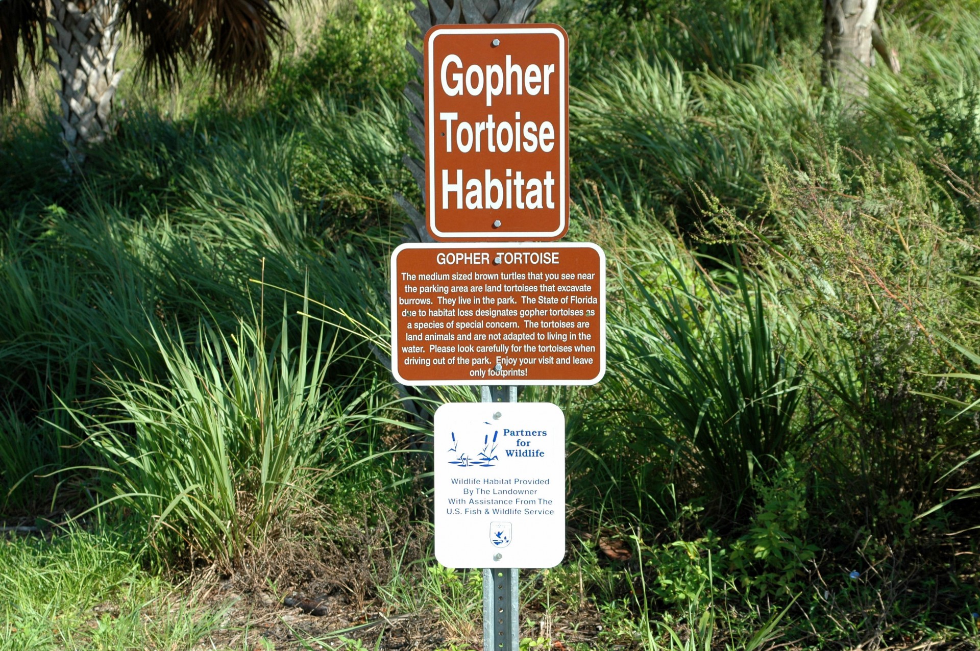 Gopher Tortoise semn