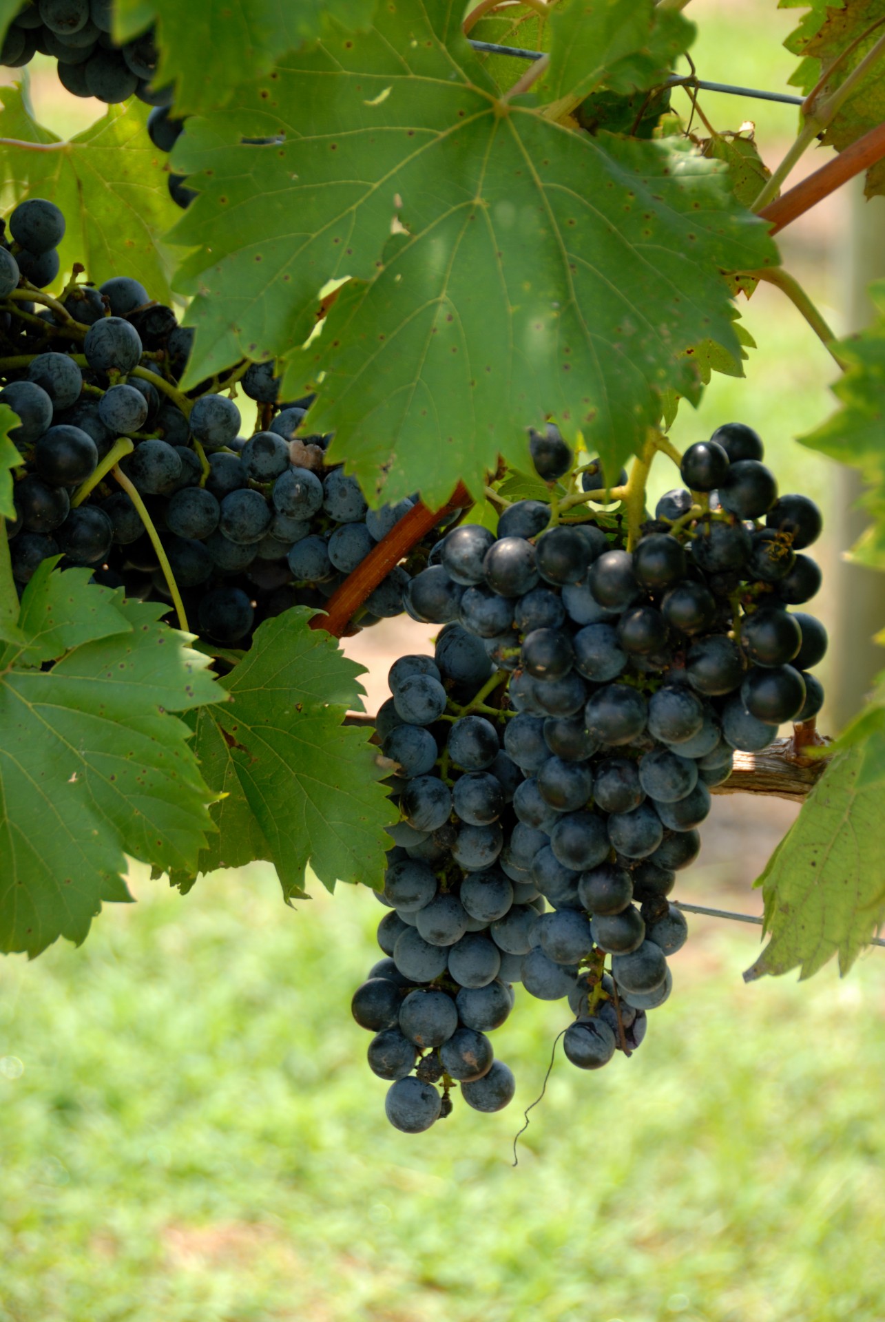 Druiven op wijnstok