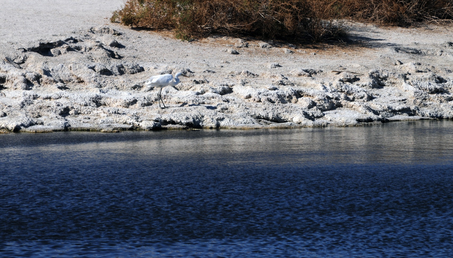 Egreta mare la Salton Sea Lake