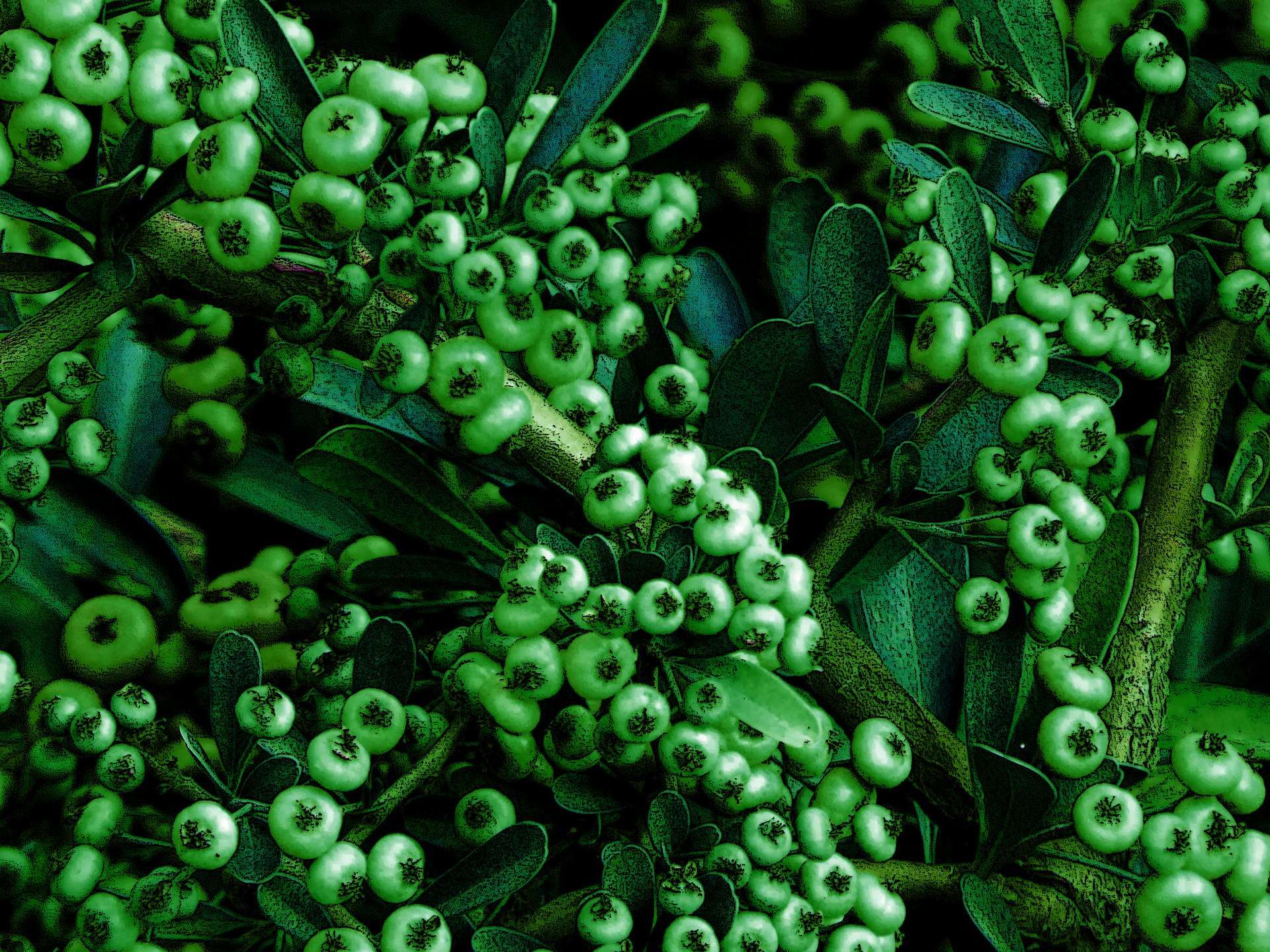 Fructe de padure Green Bush