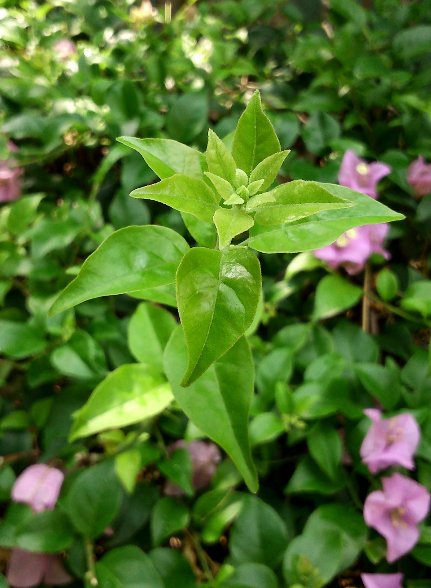 Frunze verzi bougainvillea