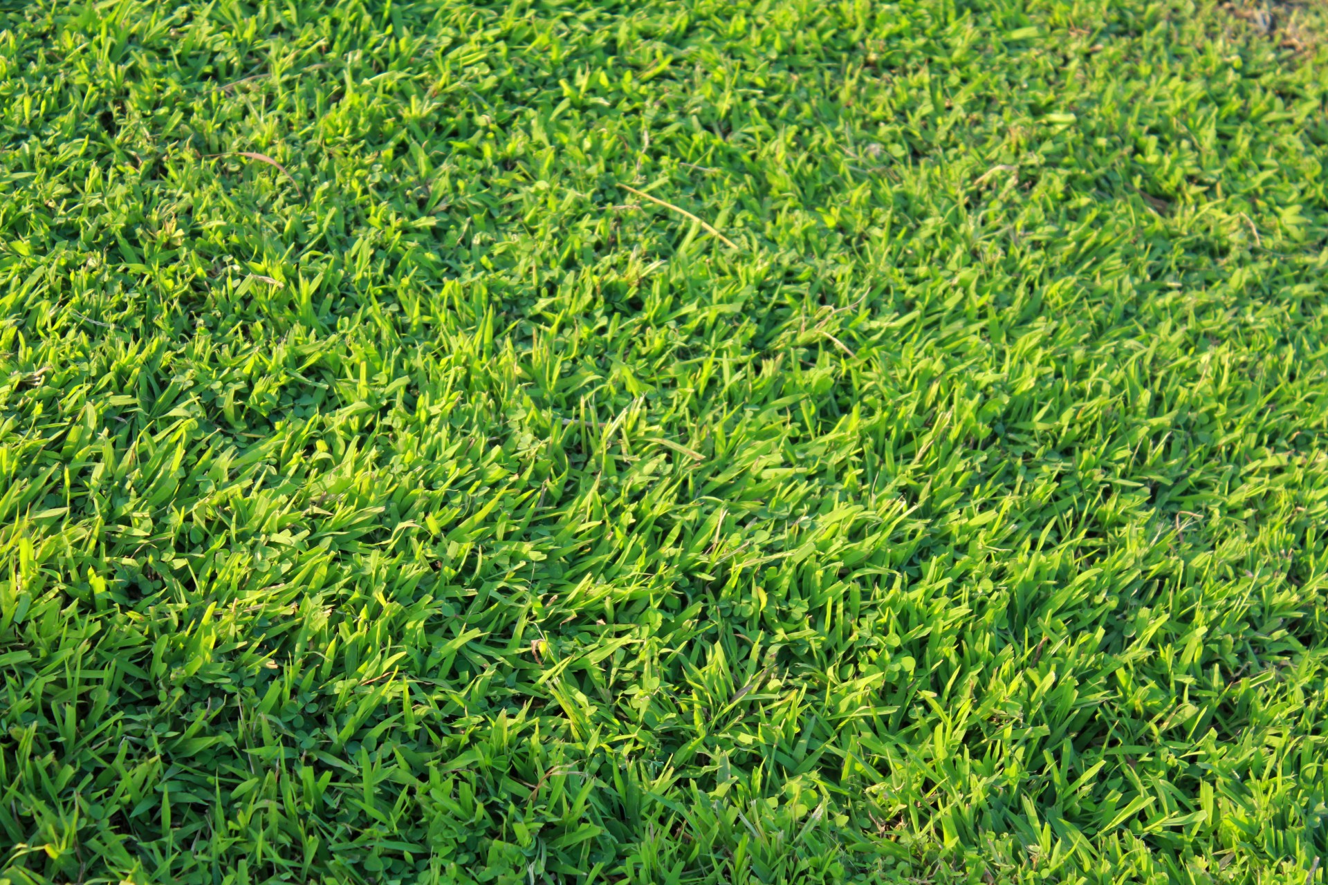 Green Grass Context