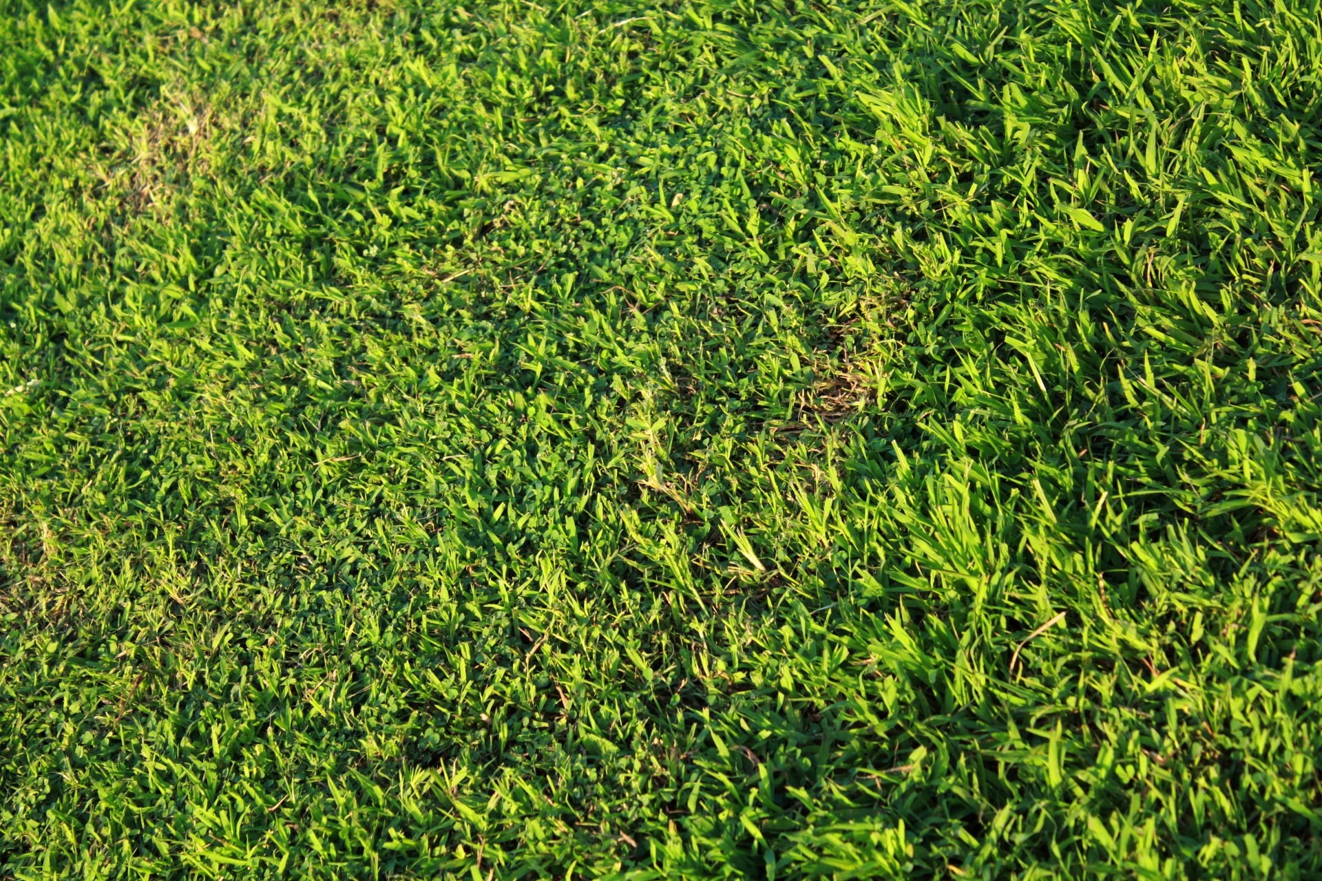 Green Grass fundal 2