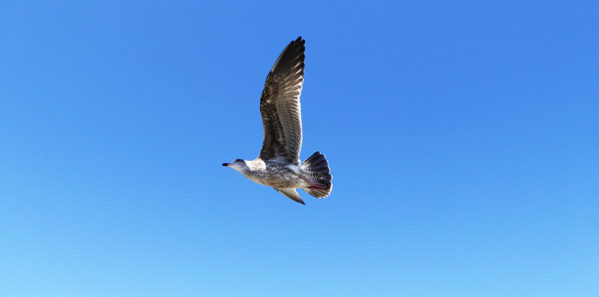 Gull în zbor