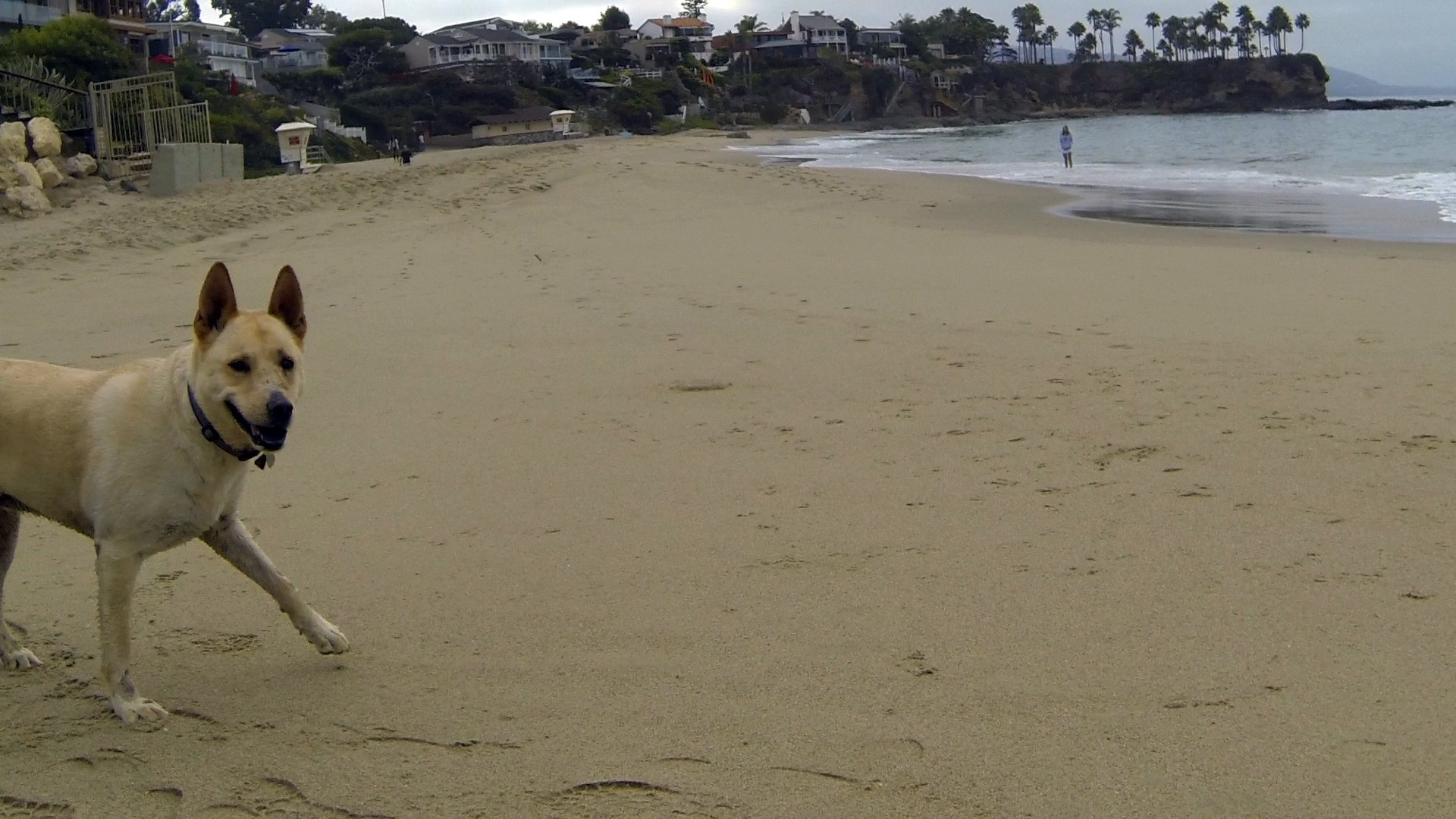Dog Fericit la plaja