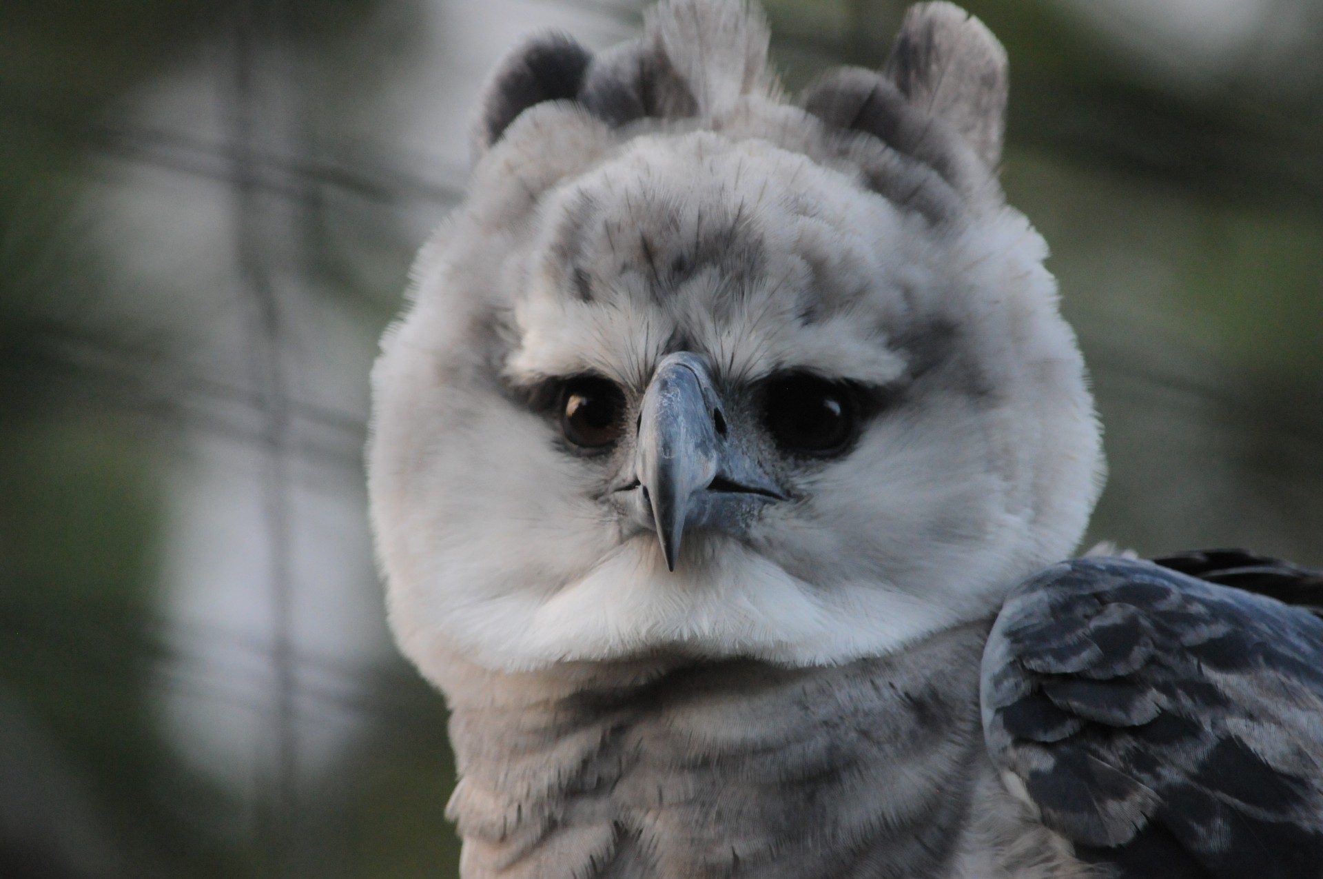 Águila Arpía aves más raras del mundo