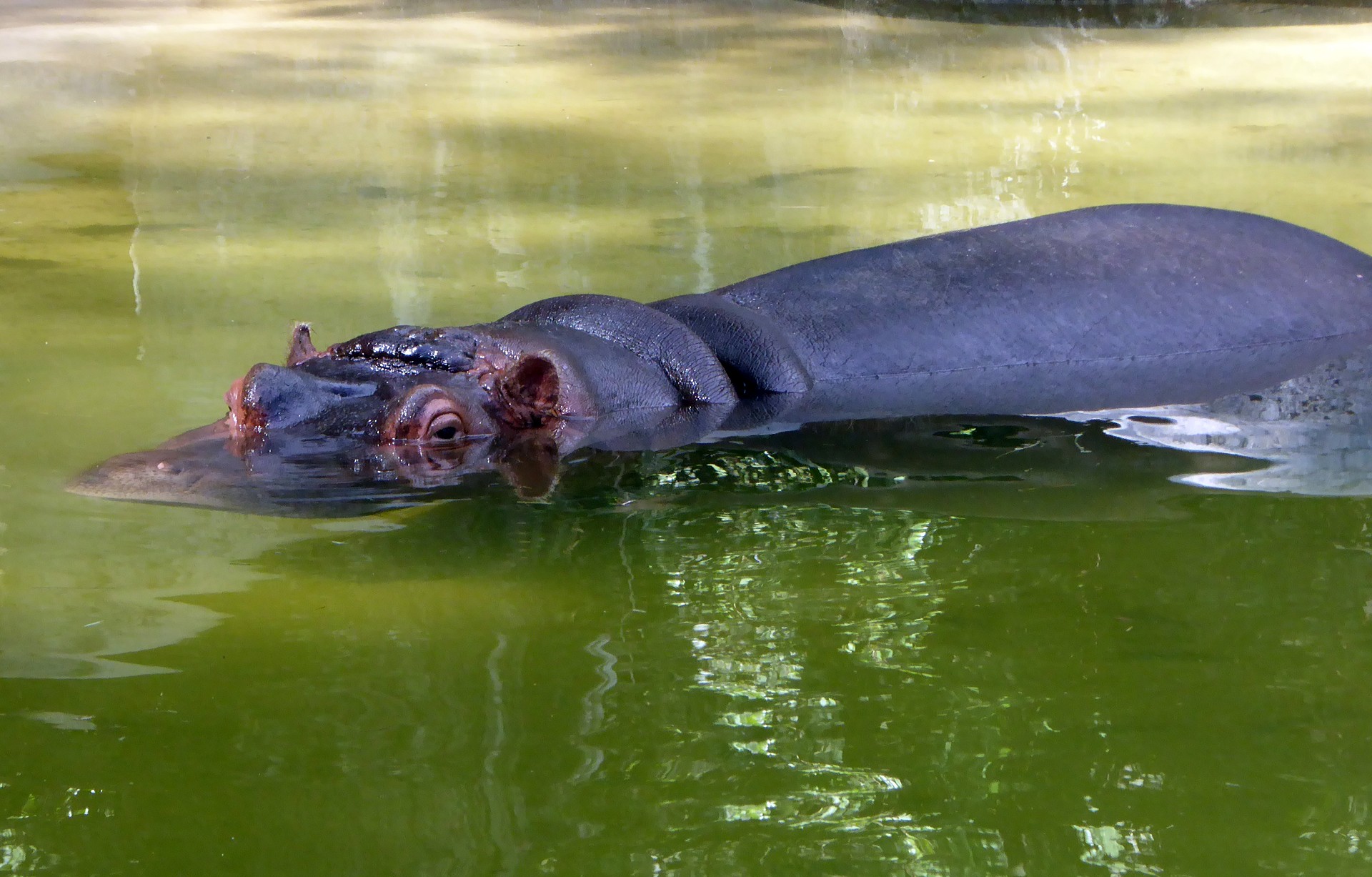 Hipopotam scufundat în apă