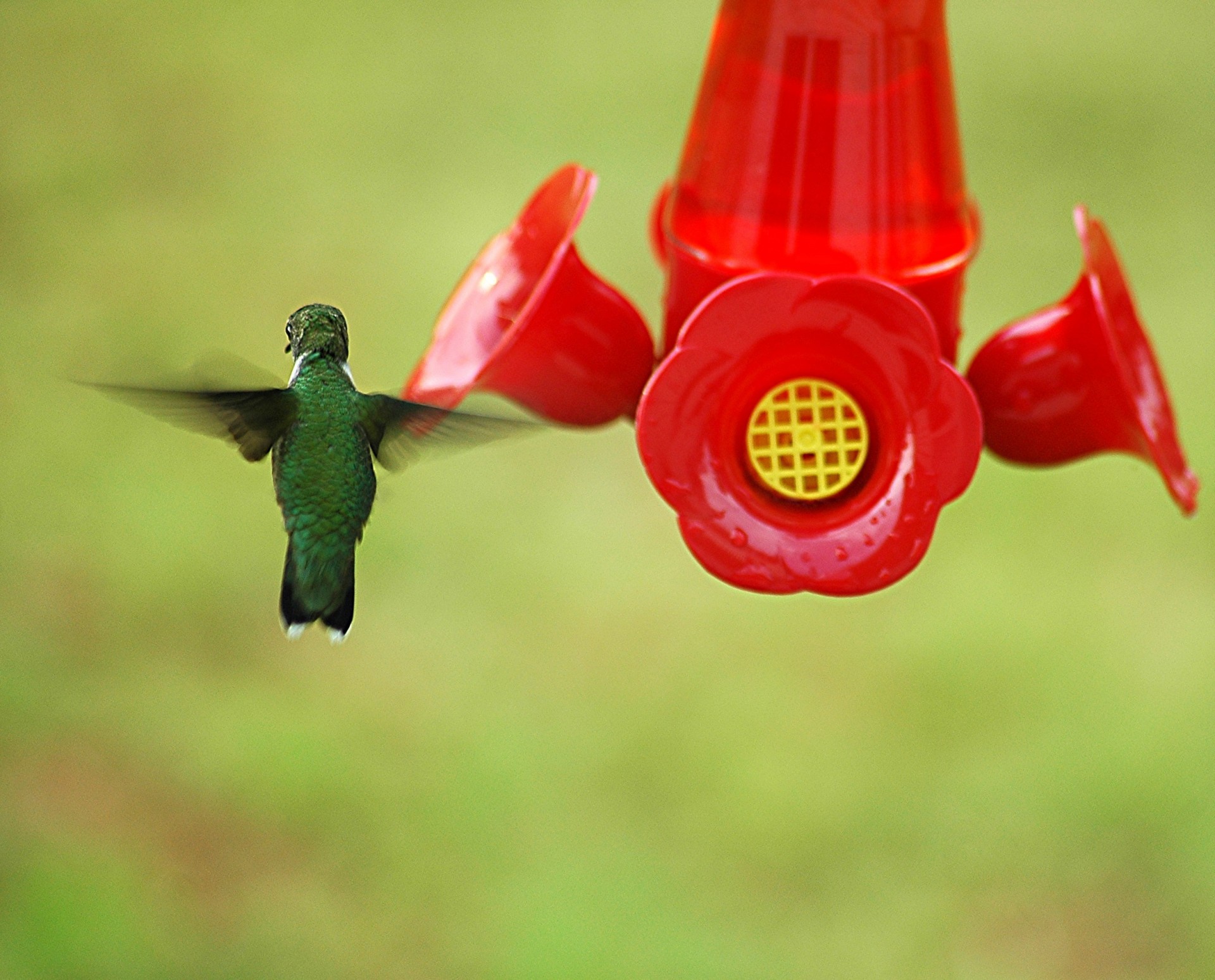 Hummingbird la feeder