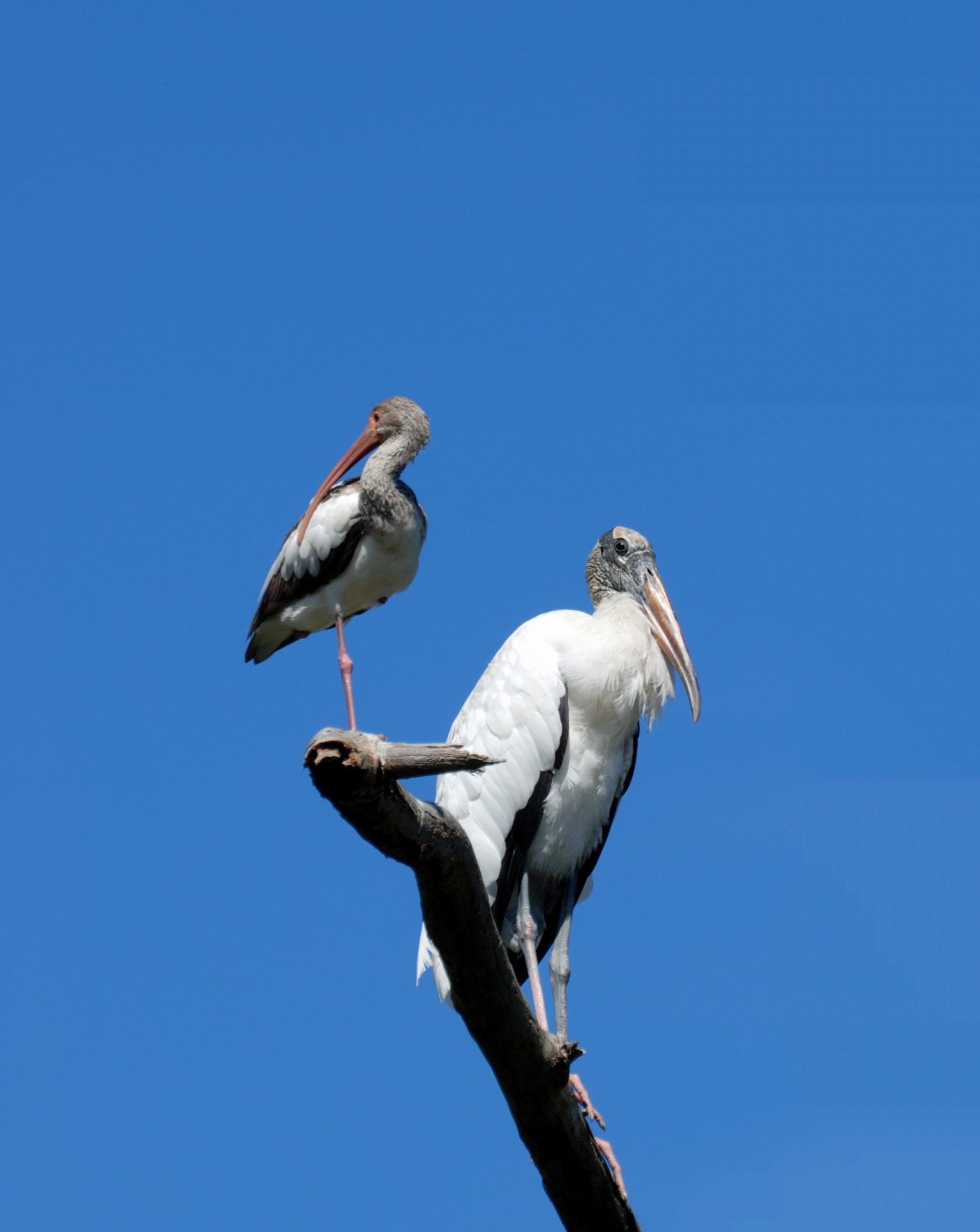 Ibis și lemn Stork Păsări