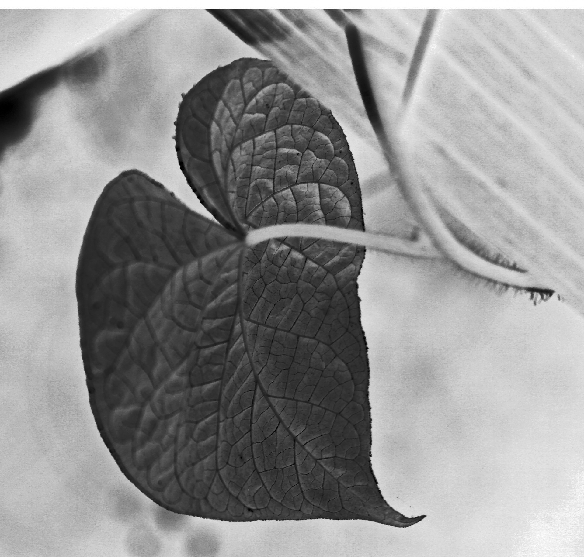 Frunze inversat în alb și negru