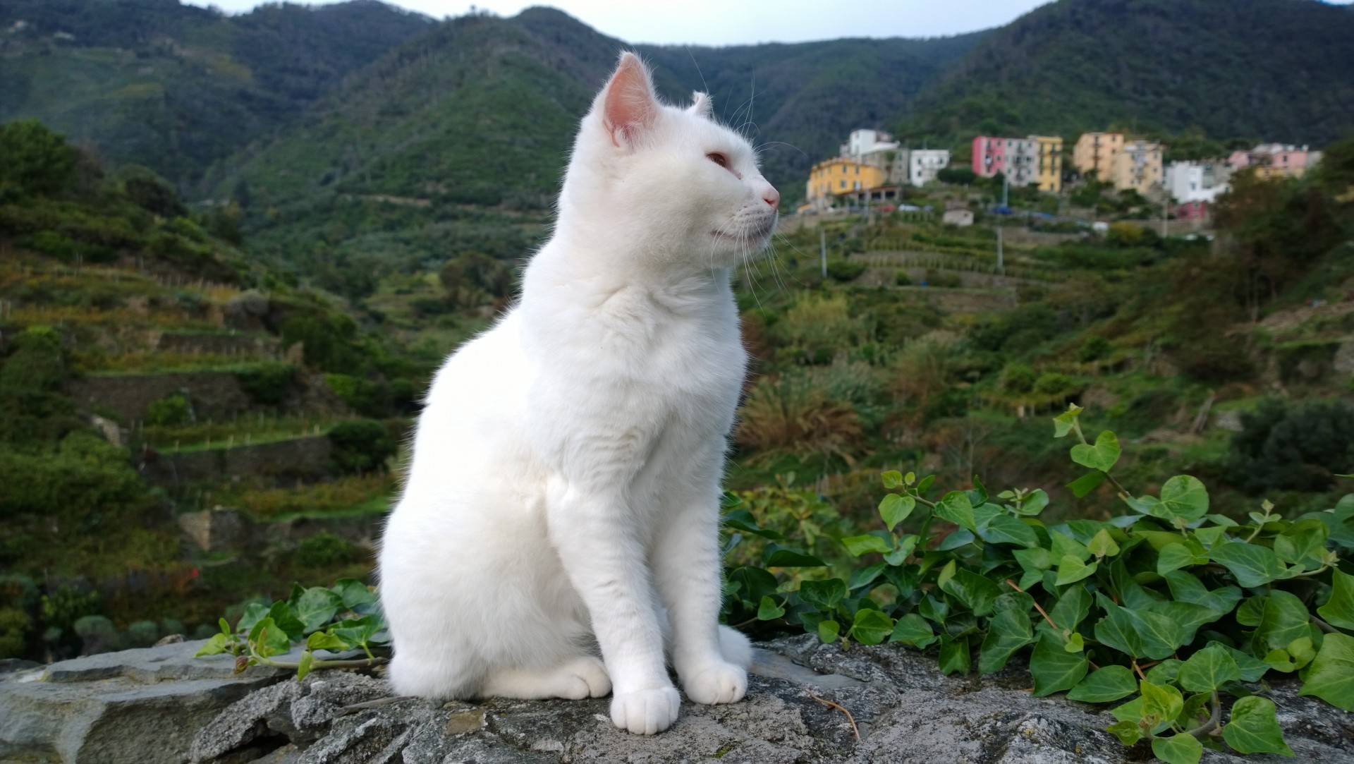 Pisică alb italiană