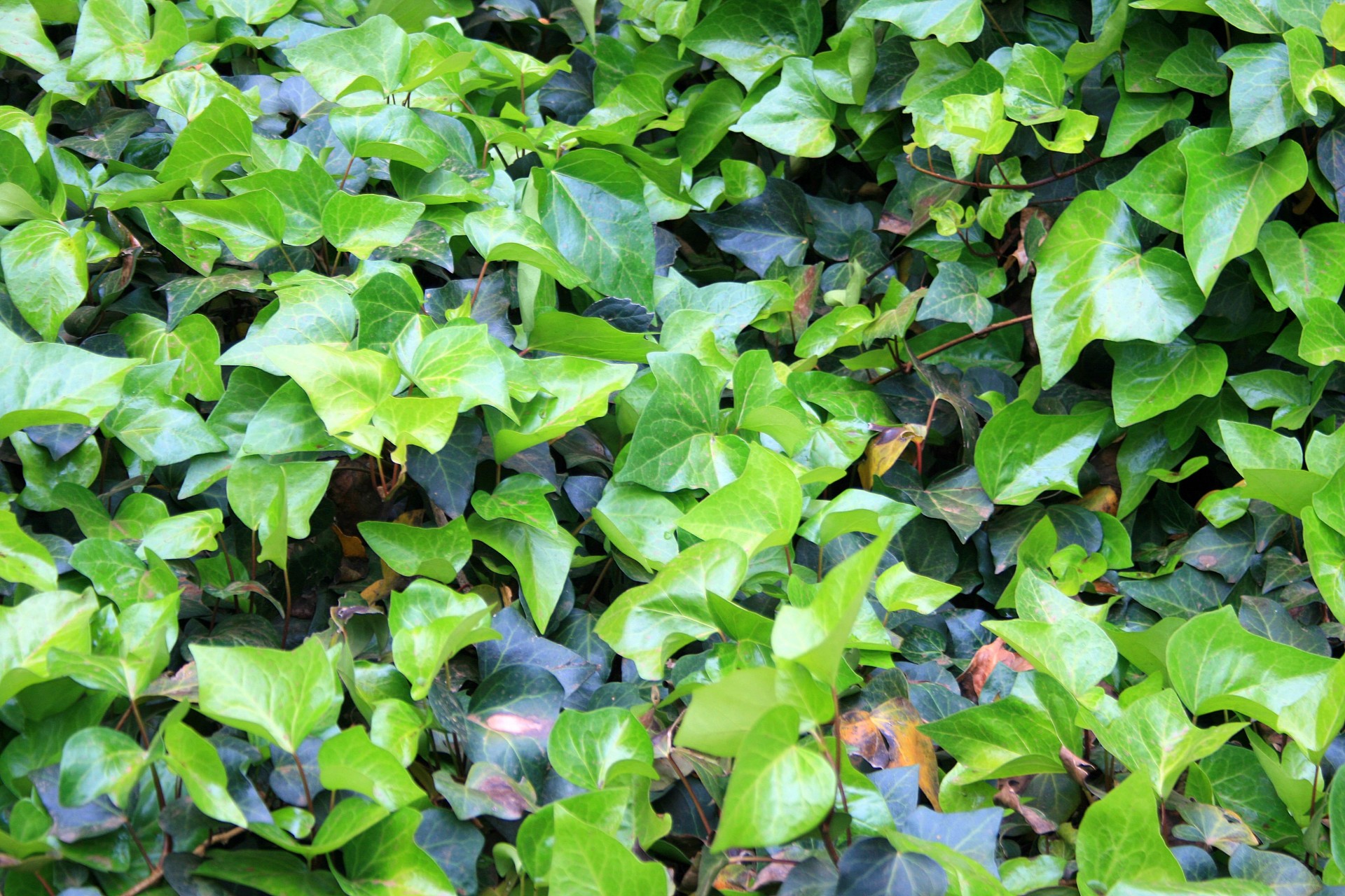 Ivy Covering