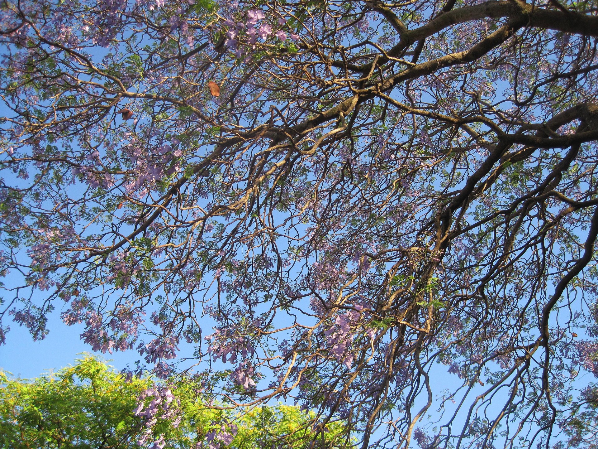 Copac Jacaranda în floare