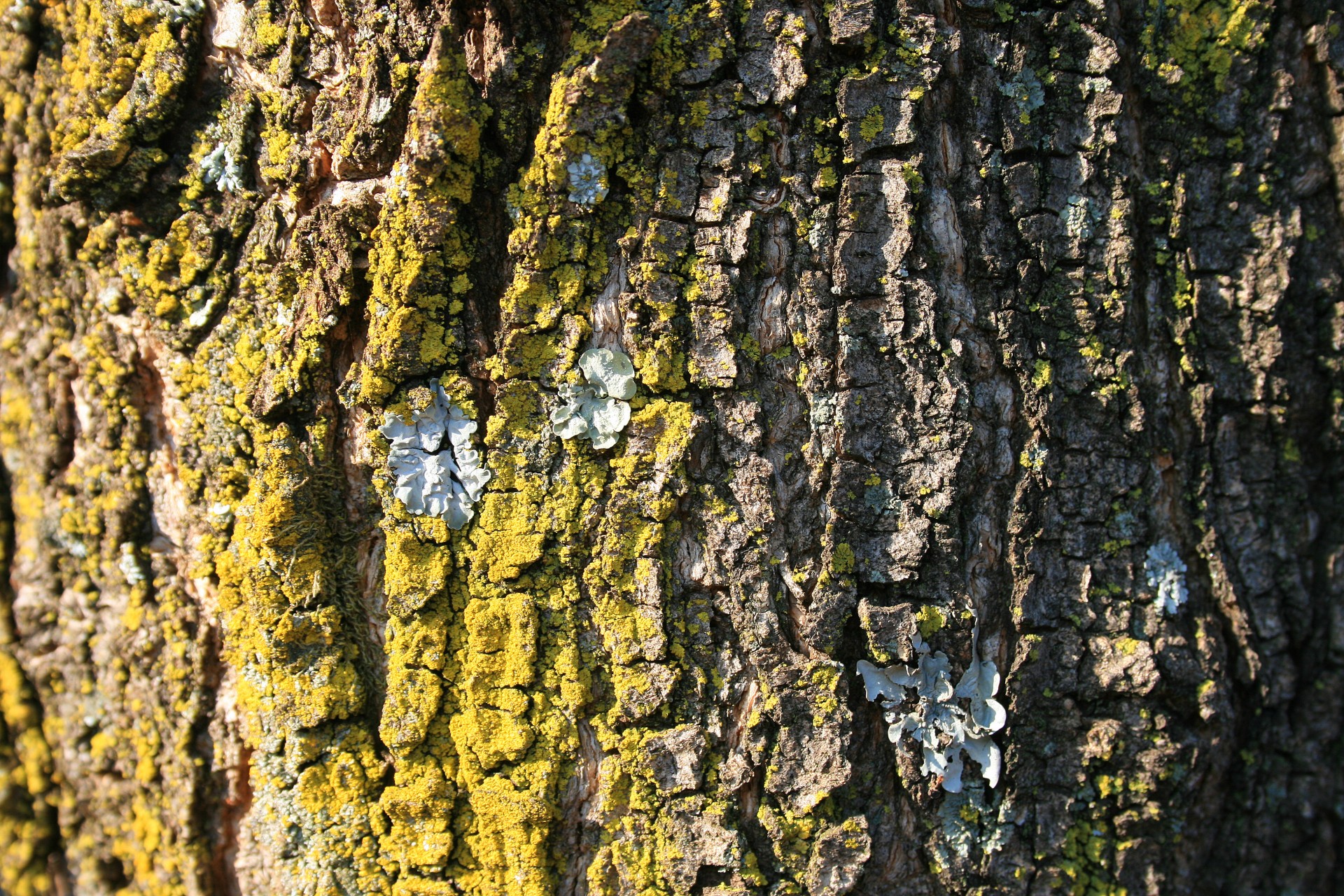 Lichen sur l'écorce des arbres