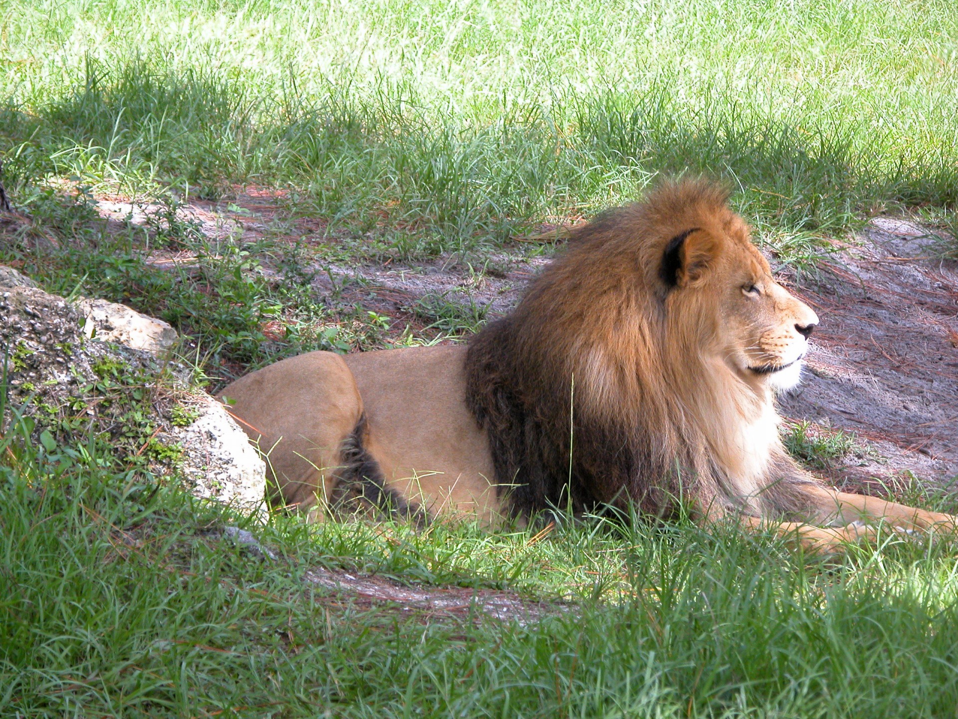 Lion la Zoo
