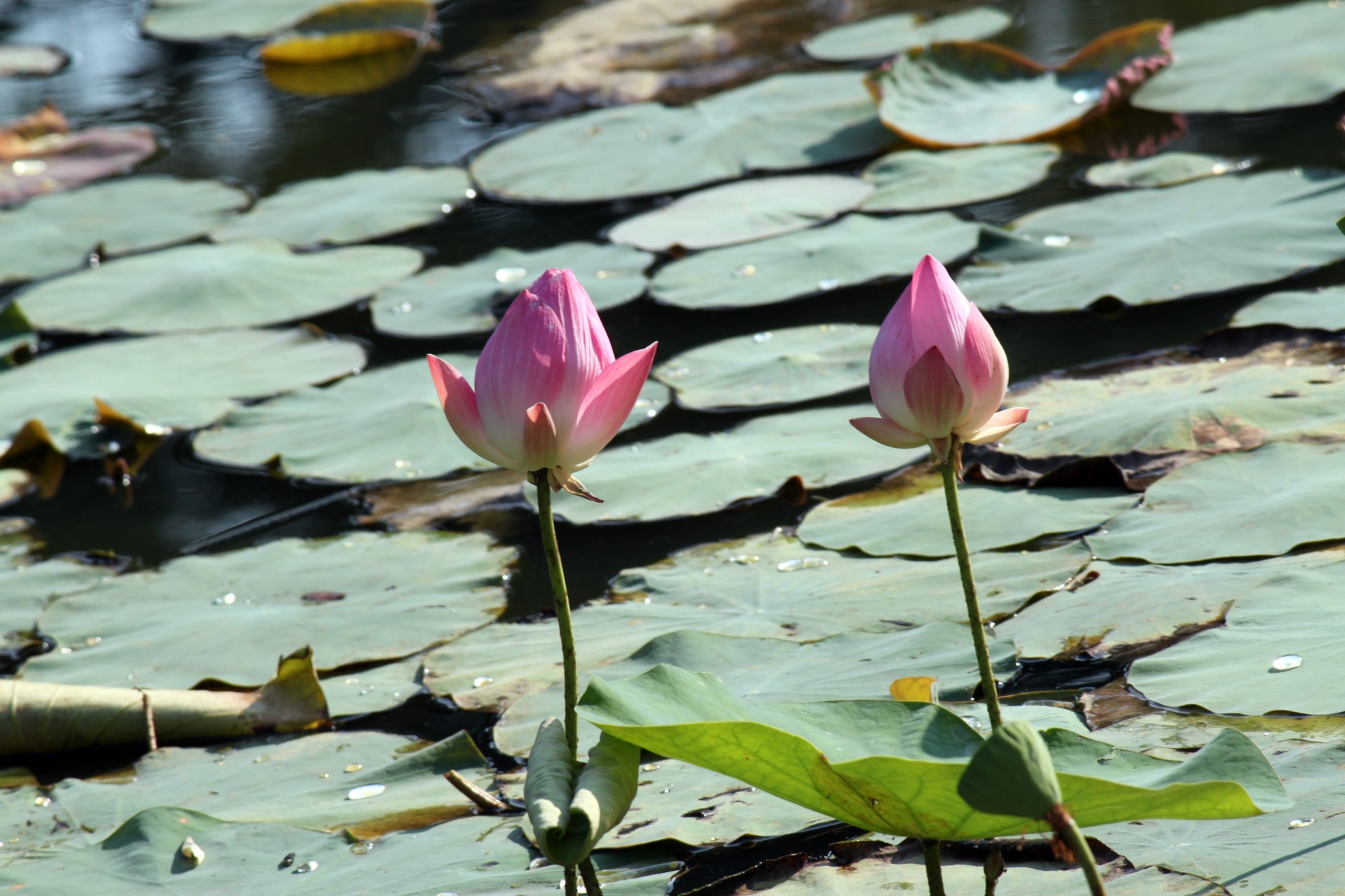 Floare de lotus și frunze