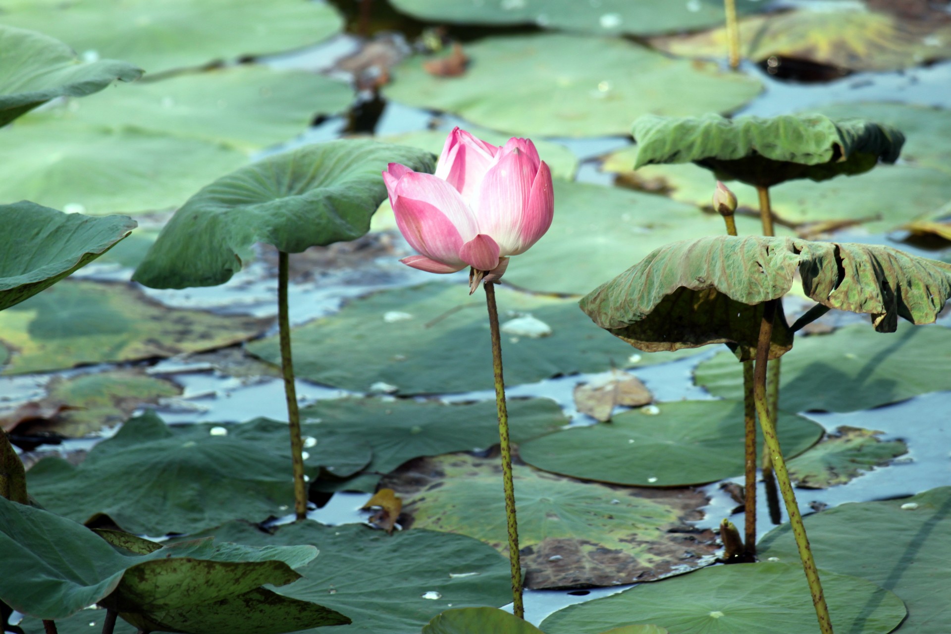 Floare de lotus și frunze de pe iaz