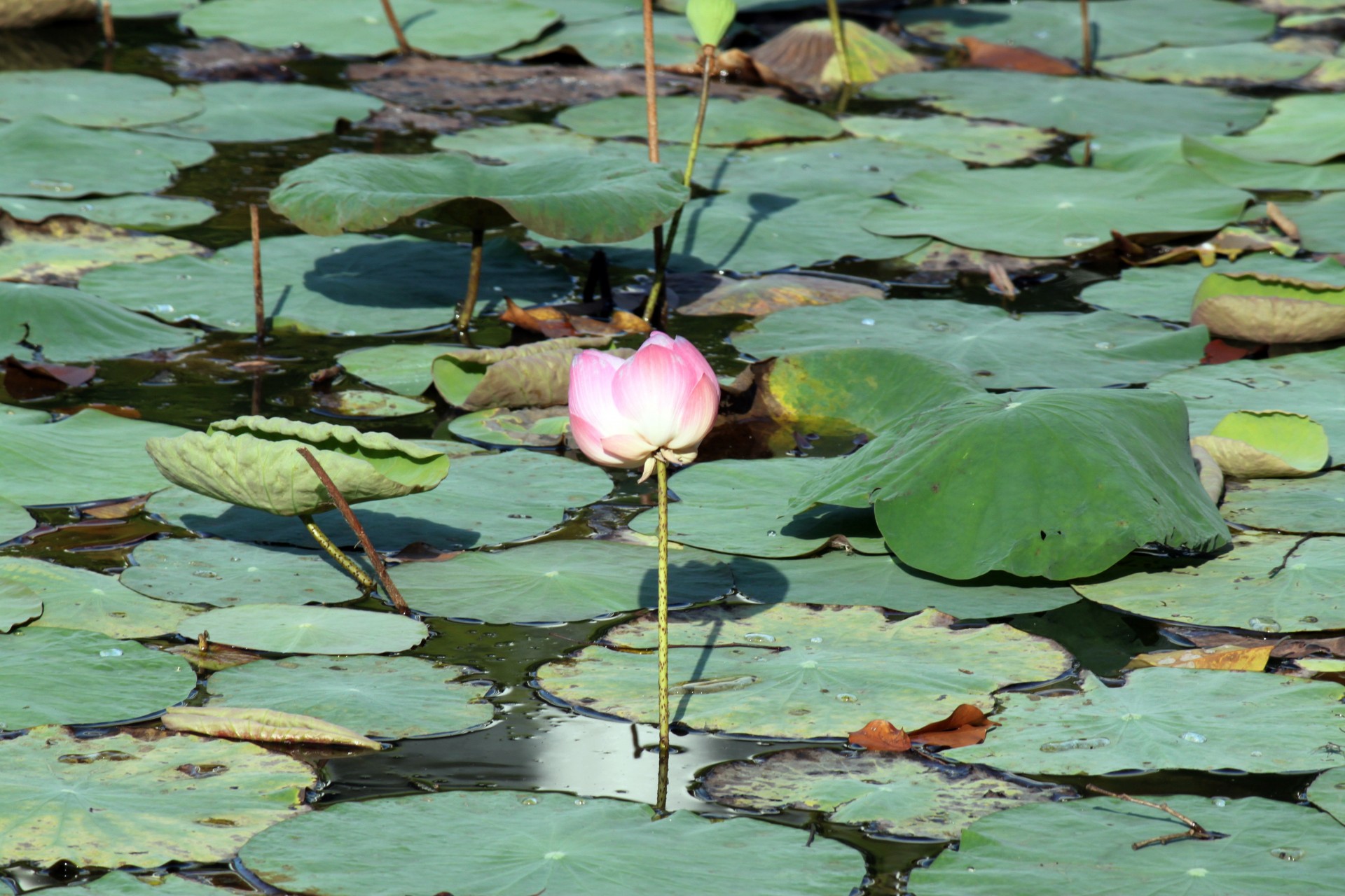 Lotus floare în floare
