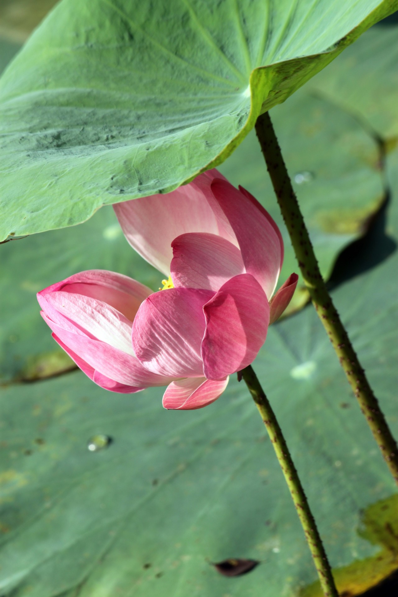 Lotus floare în floare