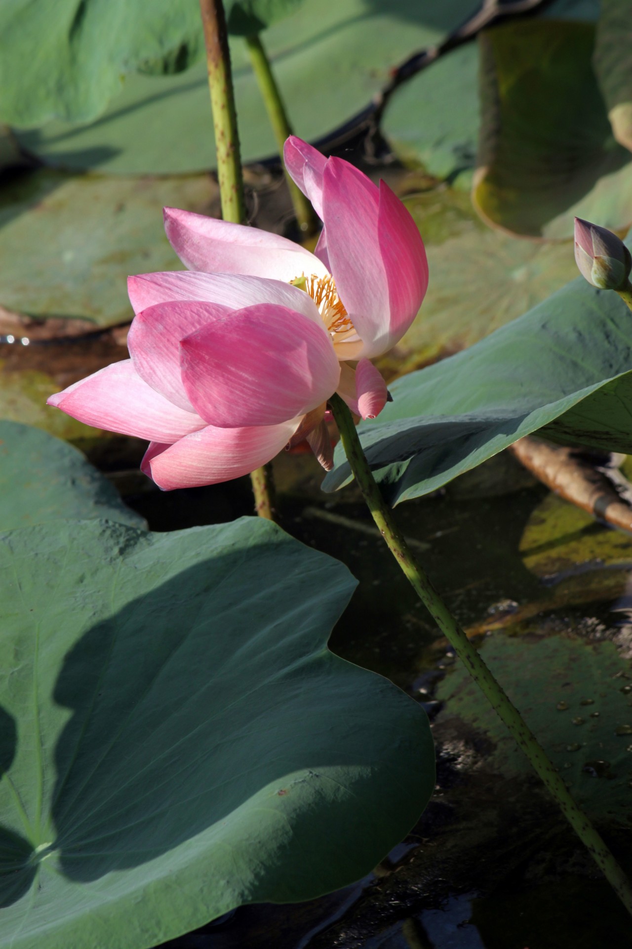 Lotus bloem in bloei