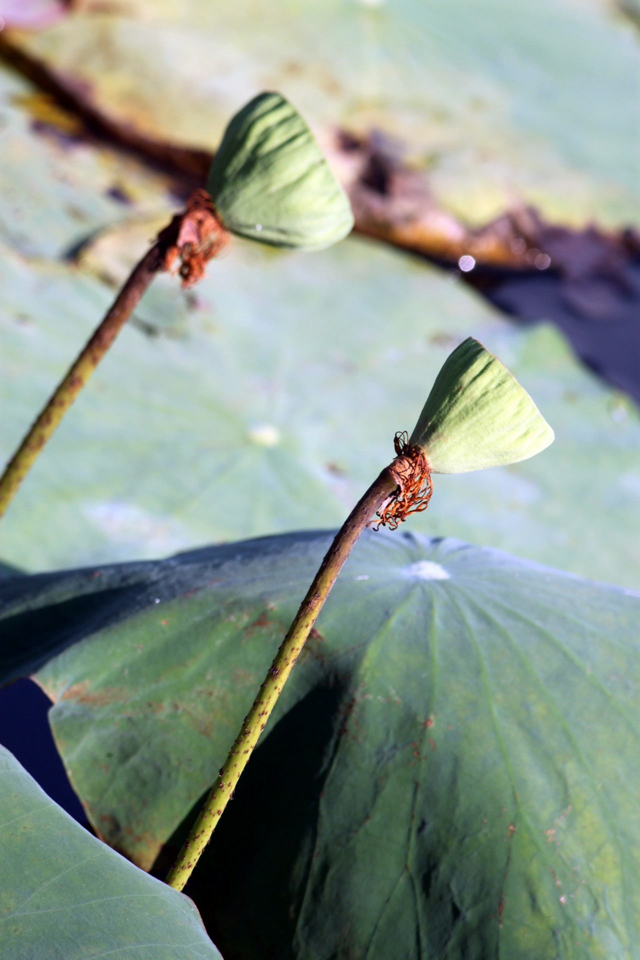 Semințe și frunze de Lotus