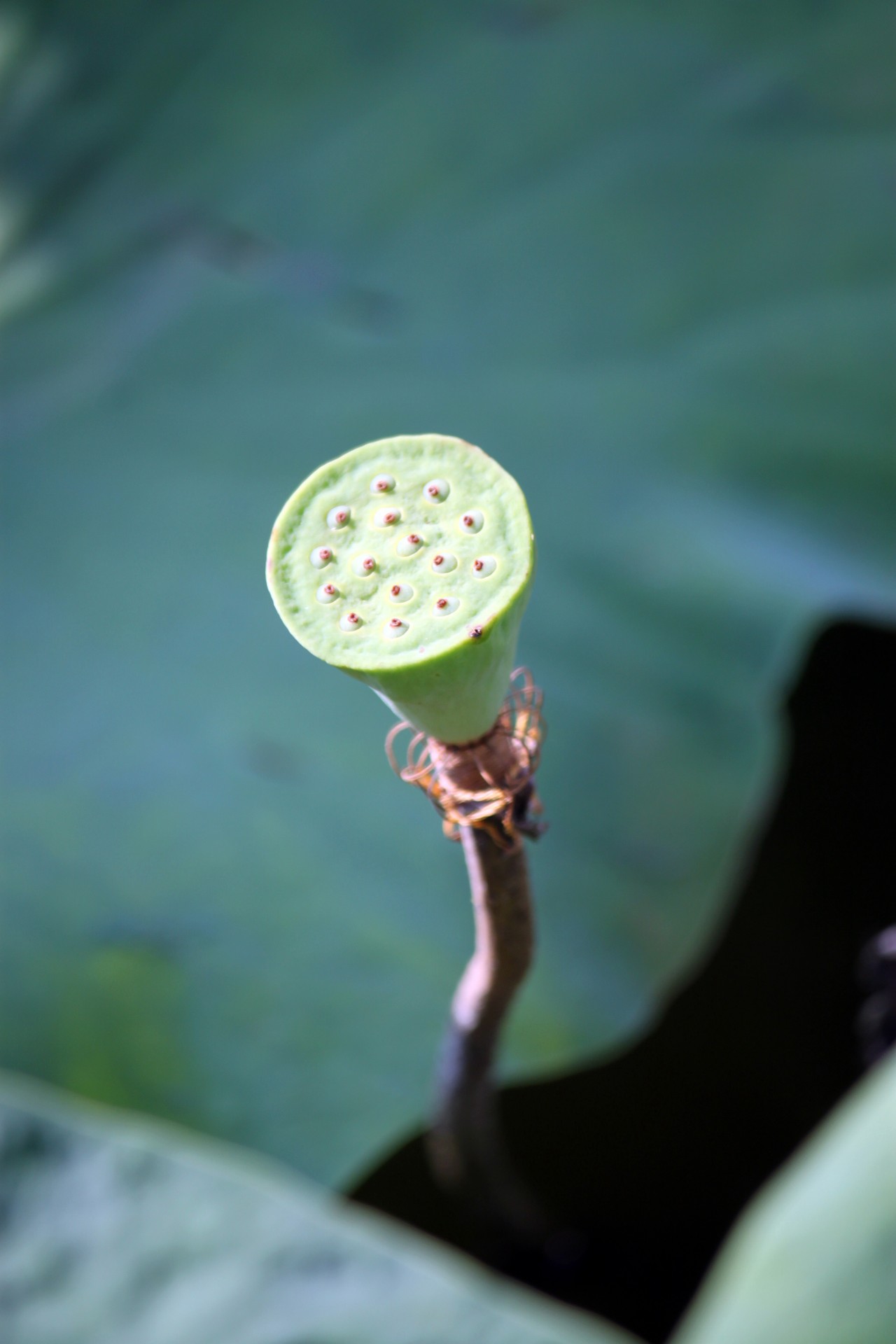 Semințe de lotus