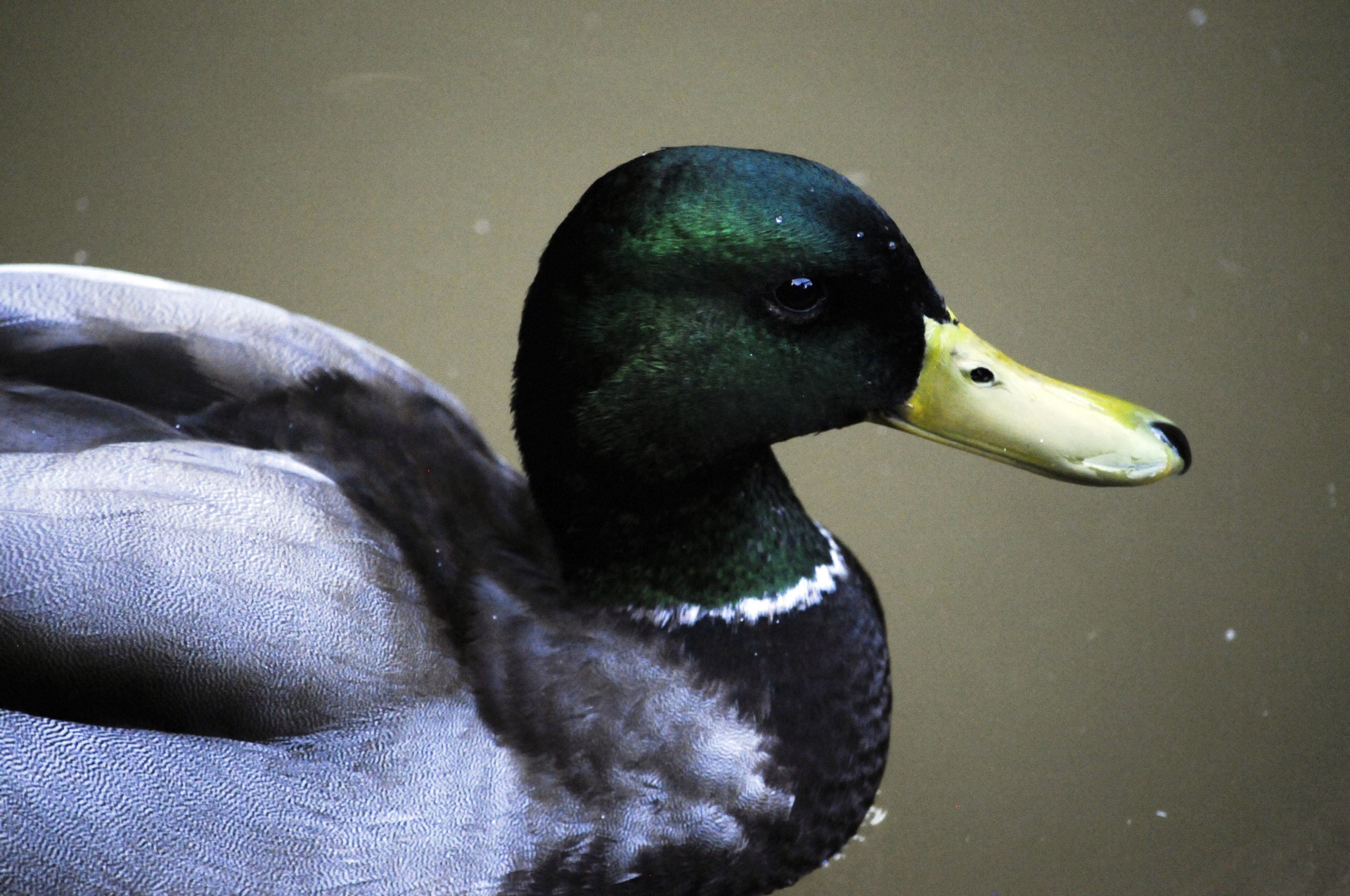 Barbat Mallard Duck