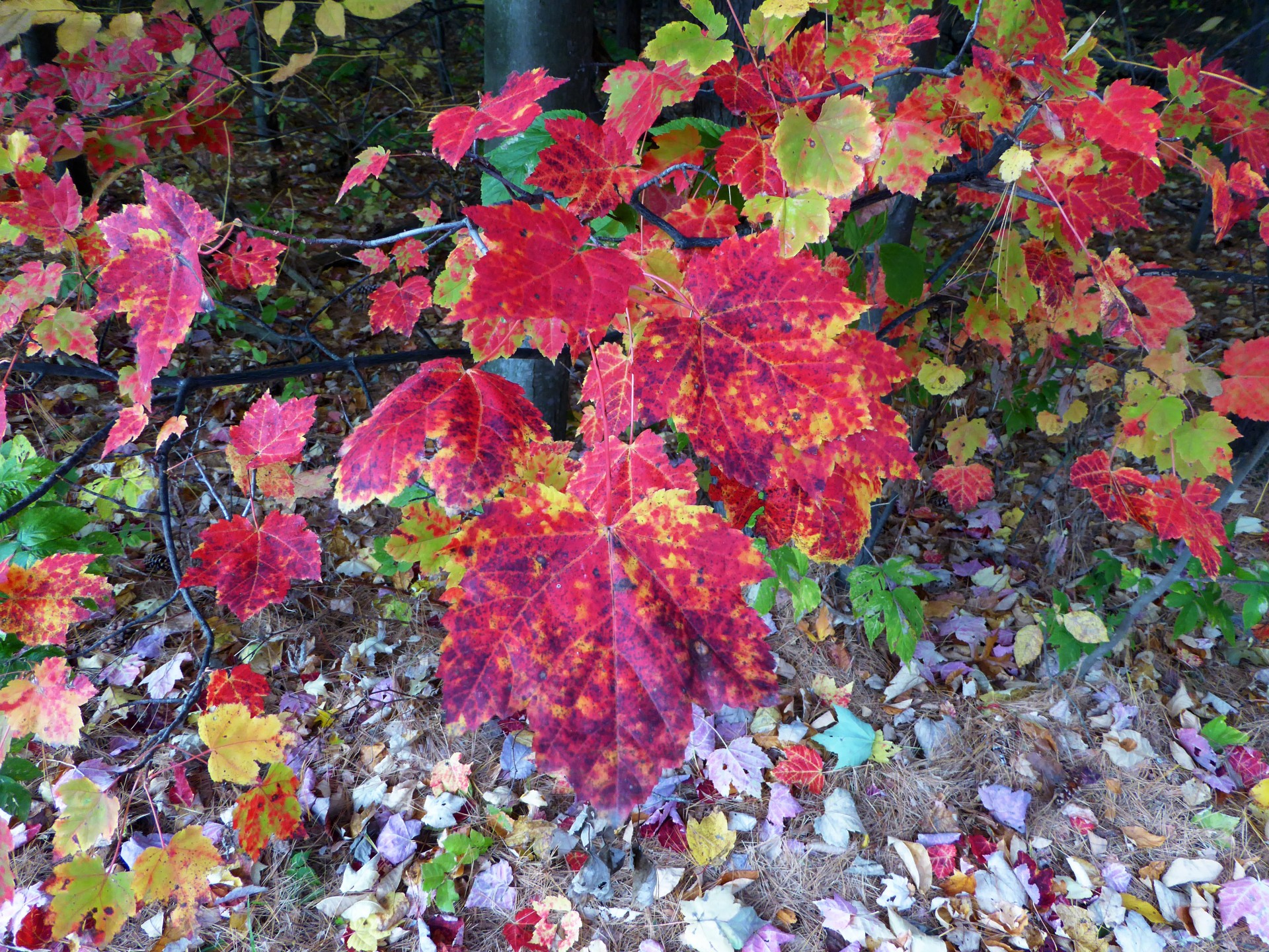 Maple Leaf crenguță