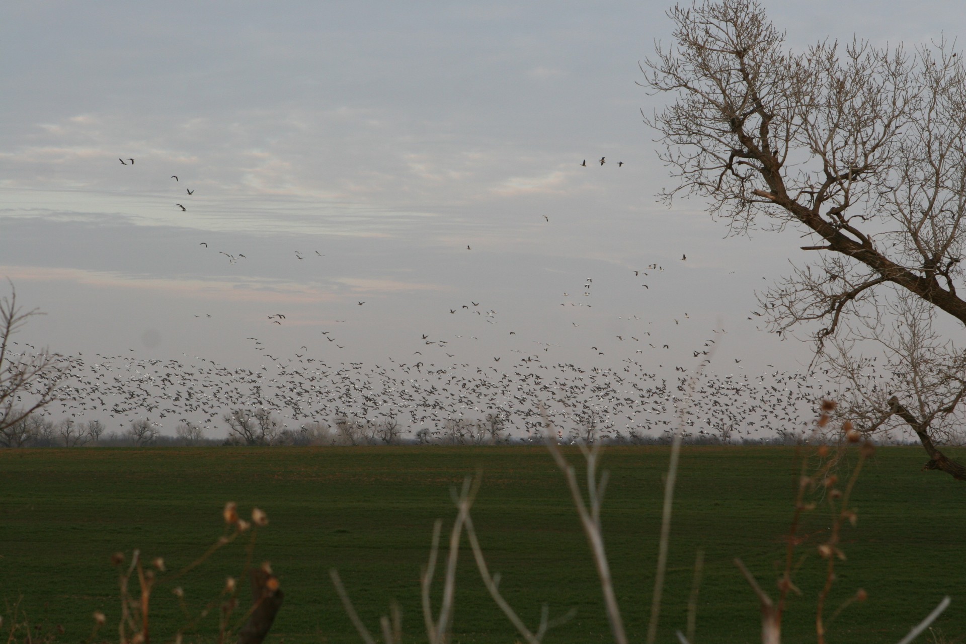 Păsărilor migratoare în Oklahoma