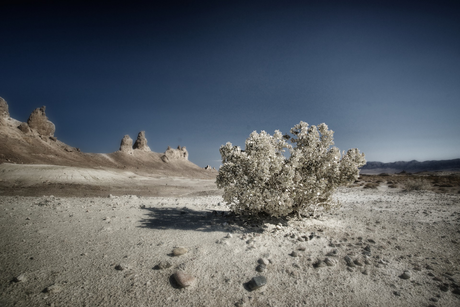 Monocrom Desert Bush