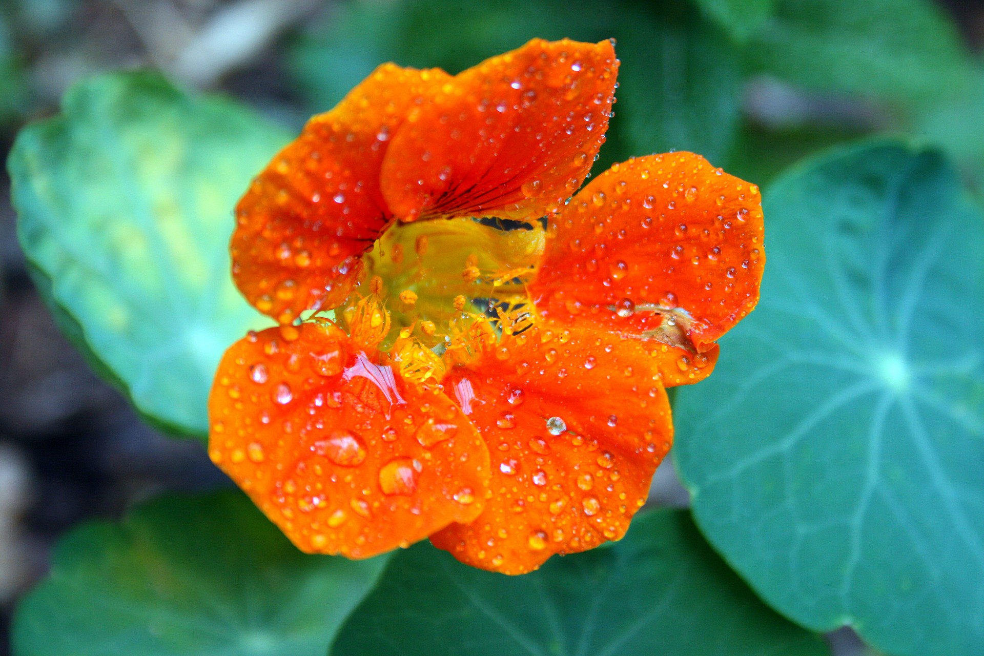 Floare nasturtium cu picături